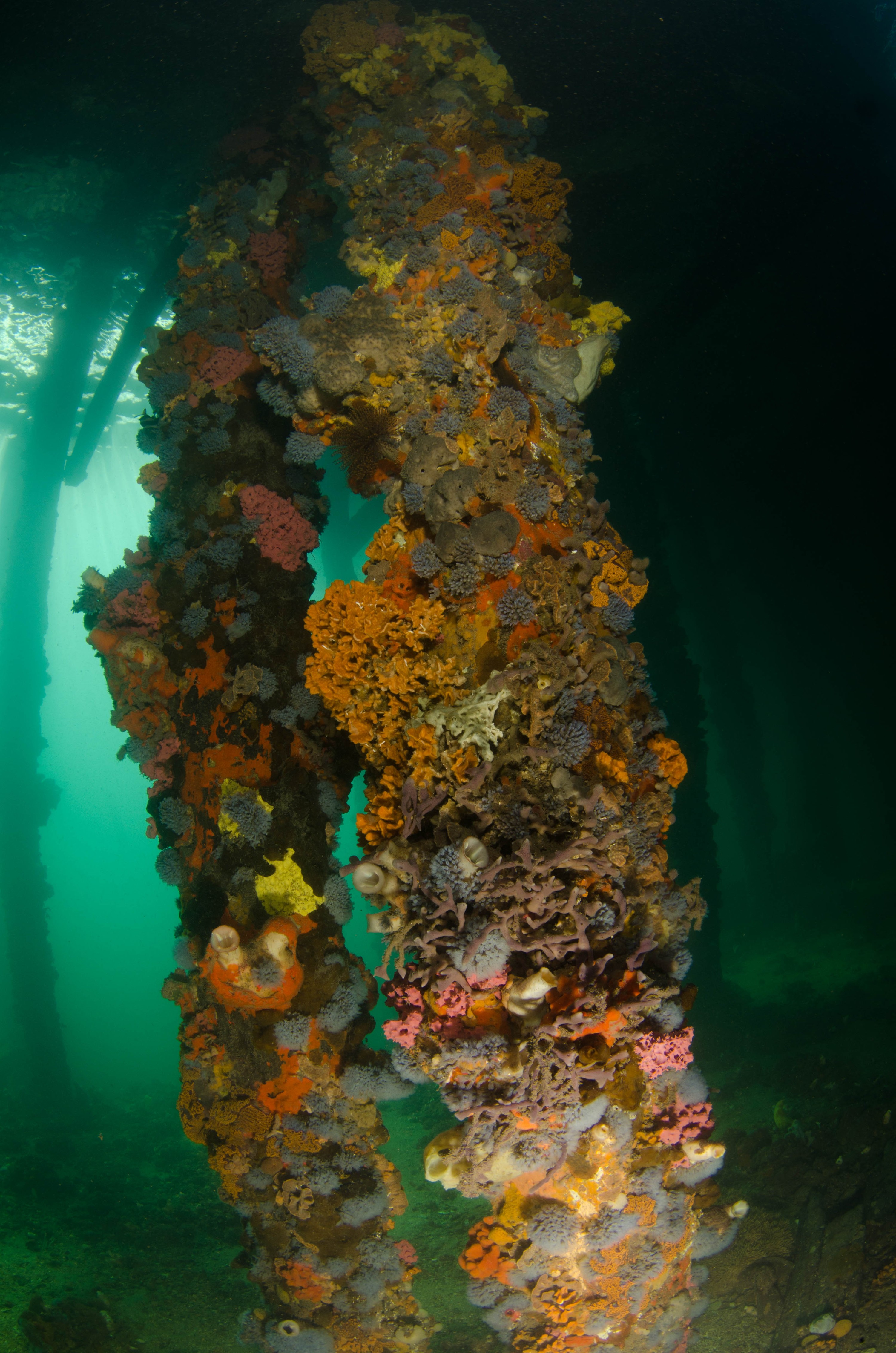 DSC_6052 – 2017, Adelaide, Edithburgh, South Australia, encrusting, fouling, july, seacology, structure, temperate, wharf, winter