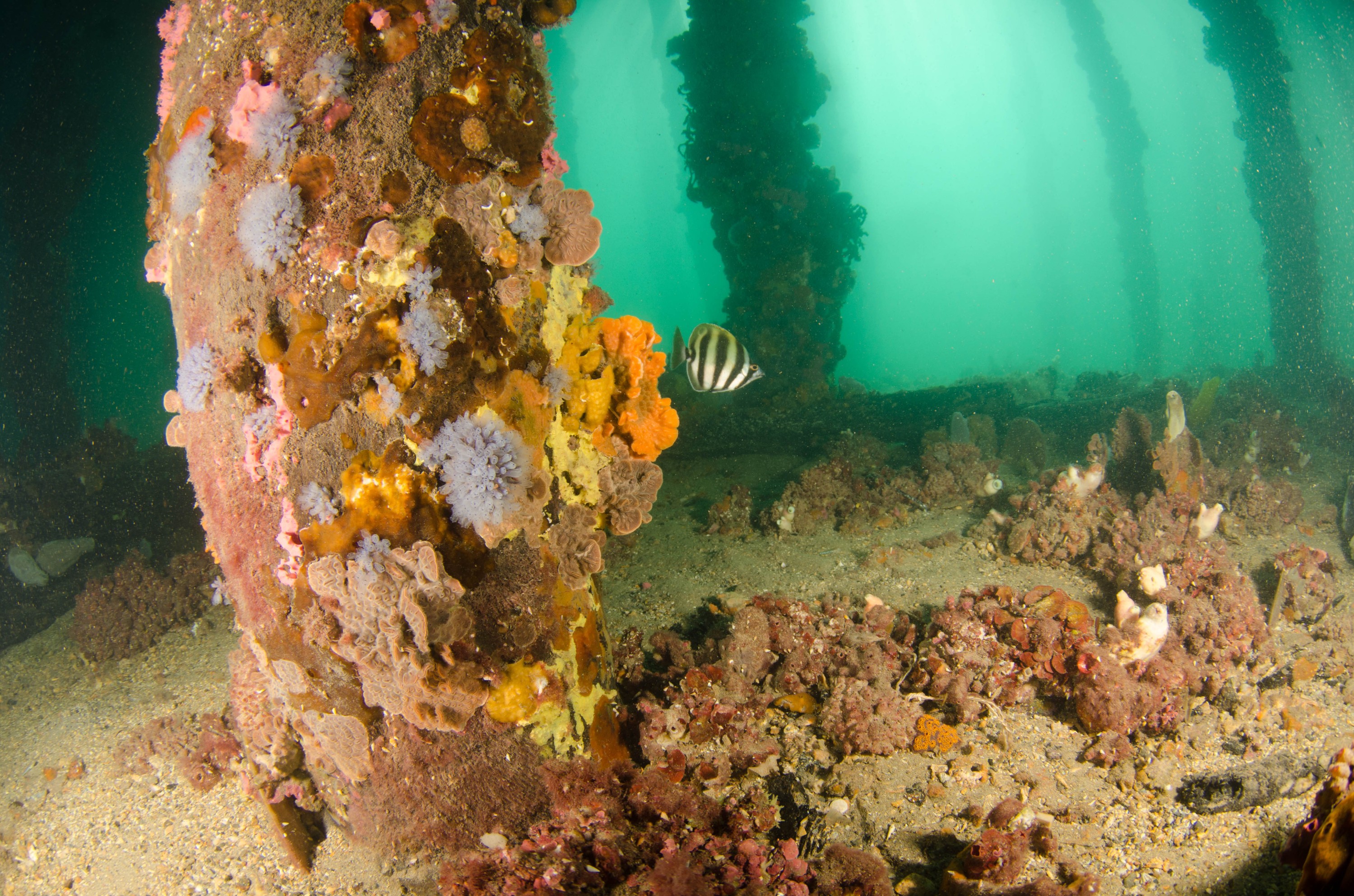 DSC_6056 – 2017, Adelaide, Edithburgh, South Australia, encrusting, fouling, july, seacology, structure, temperate, wharf, winter