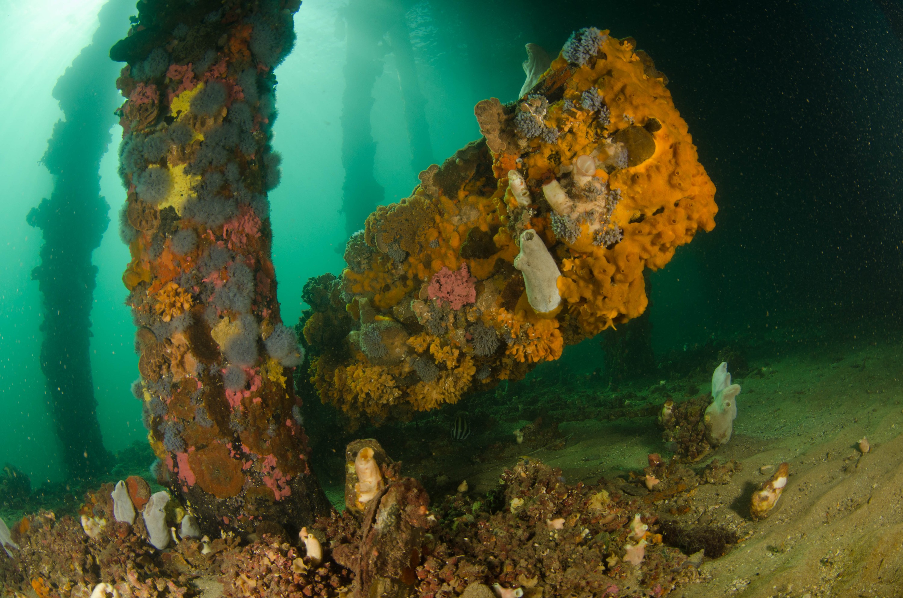 DSC_6058 – 2017, Adelaide, Edithburgh, South Australia, encrusting, fouling, july, seacology, structure, temperate, wharf, winter