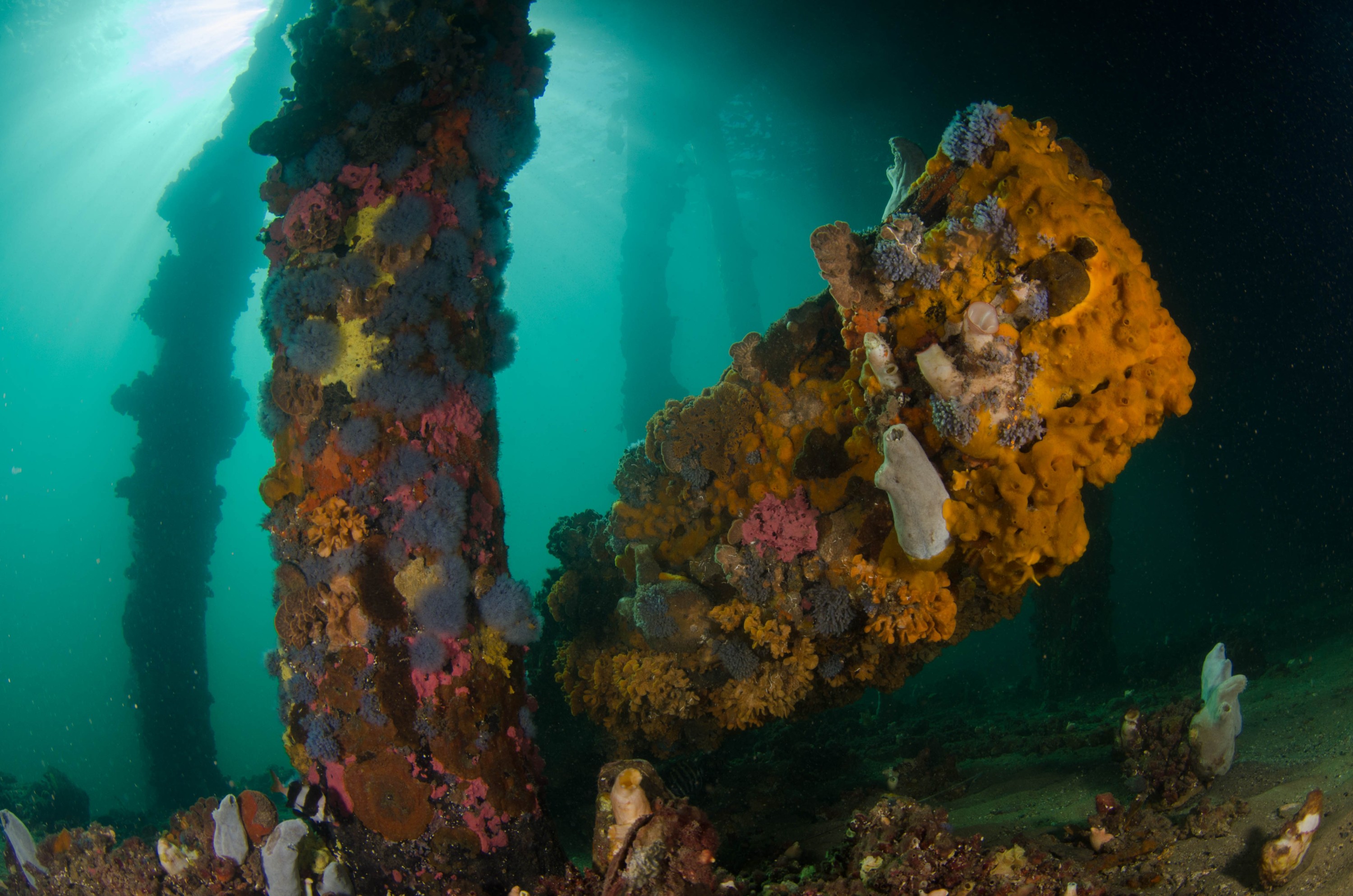 DSC_6059 – 2017, Adelaide, Edithburgh, South Australia, encrusting, fouling, july, seacology, structure, temperate, wharf, winter