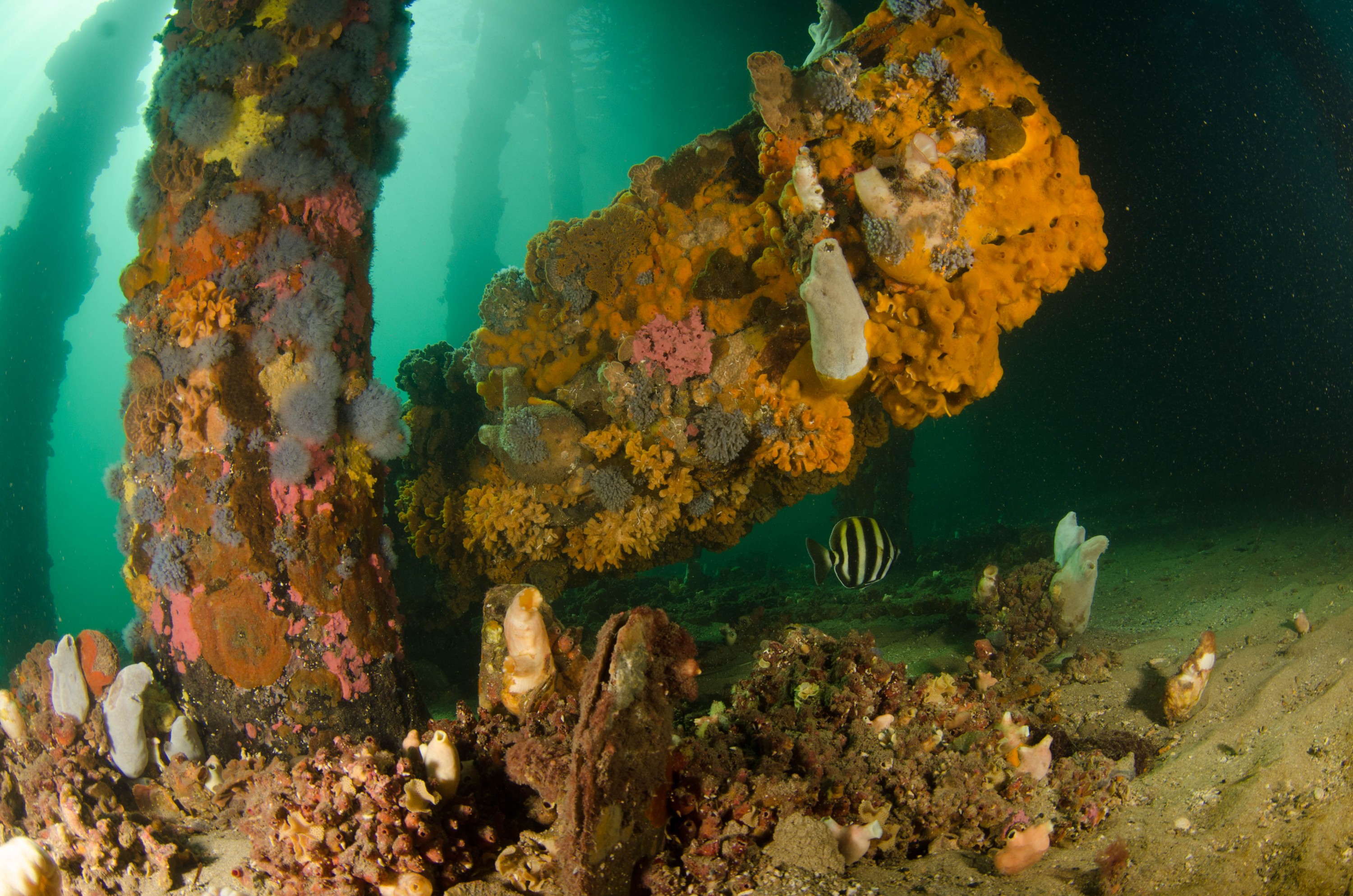 DSC_6065 – 2017, Adelaide, Edithburgh, South Australia, encrusting, fouling, july, seacology, structure, temperate, wharf, winter