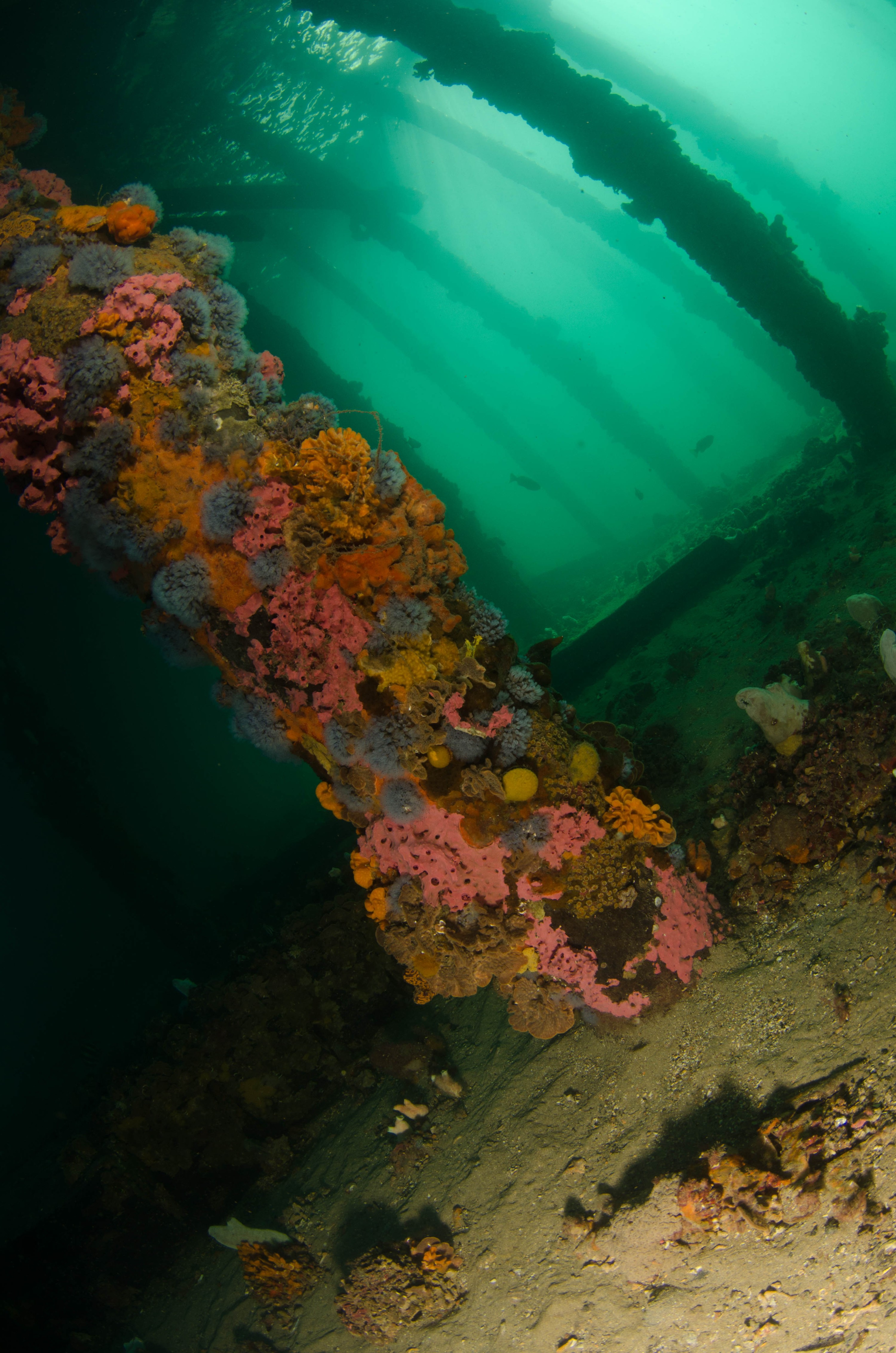DSC_6073 – 2017, Adelaide, Edithburgh, South Australia, encrusting, fouling, july, seacology, structure, temperate, wharf, winter