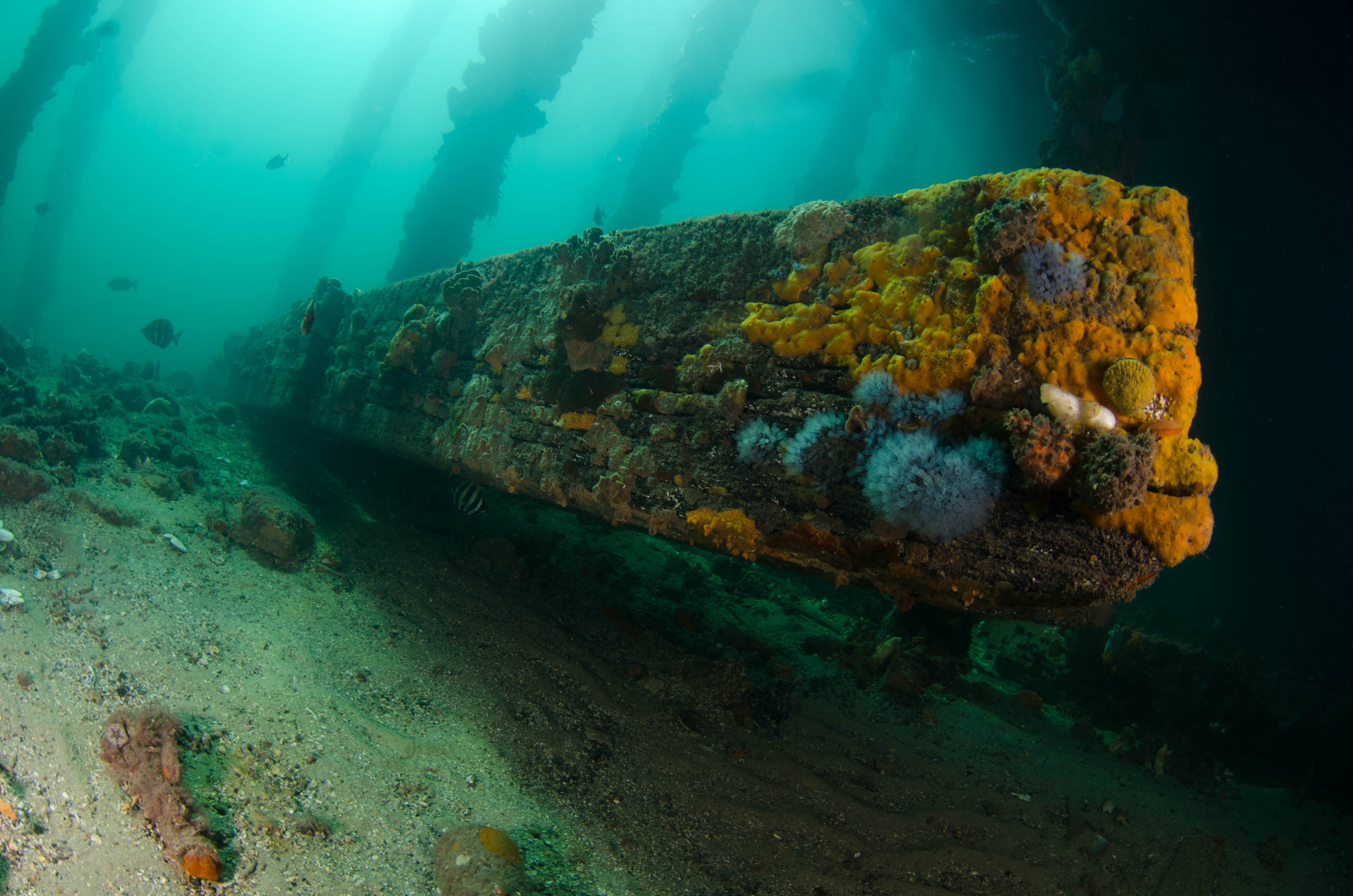 DSC_6077 – 2017, Adelaide, Edithburgh, South Australia, encrusting, fouling, july, seacology, structure, temperate, wharf, winter