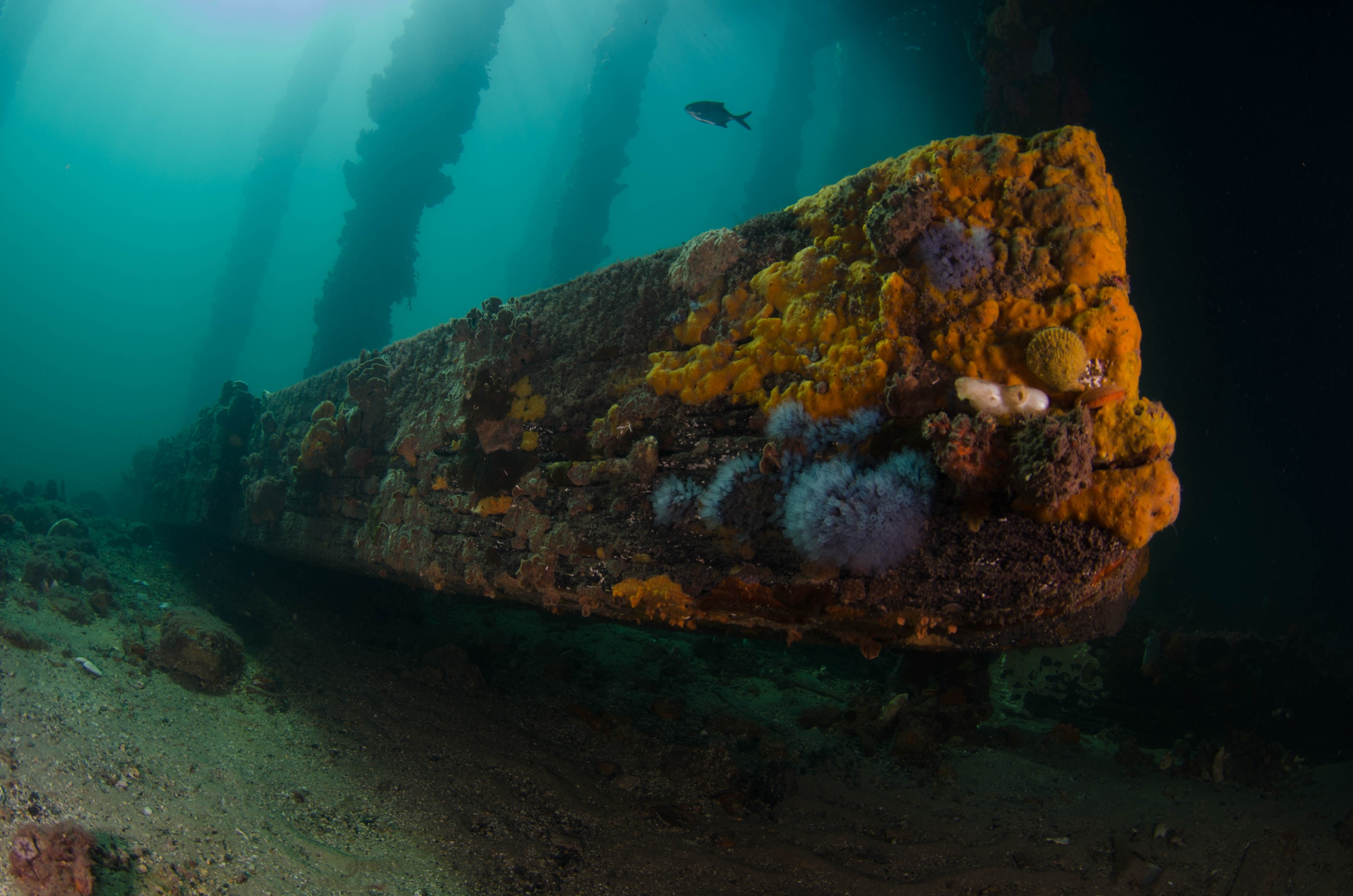 DSC_6078 – 2017, Adelaide, Edithburgh, South Australia, encrusting, fouling, july, seacology, structure, temperate, wharf, winter