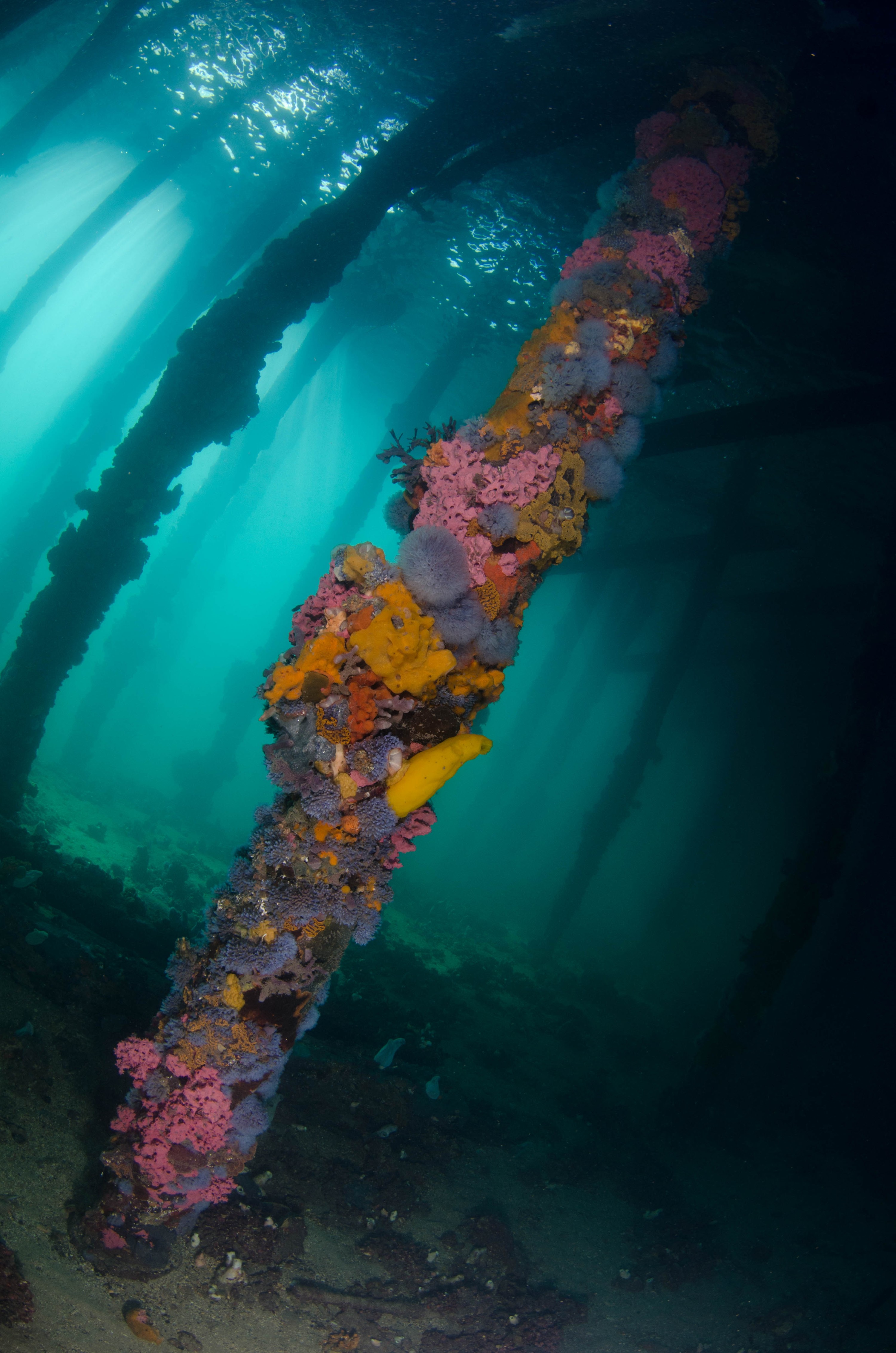 DSC_6085 – 2017, Adelaide, Edithburgh, South Australia, encrusting, fouling, july, seacology, structure, temperate, wharf, winter