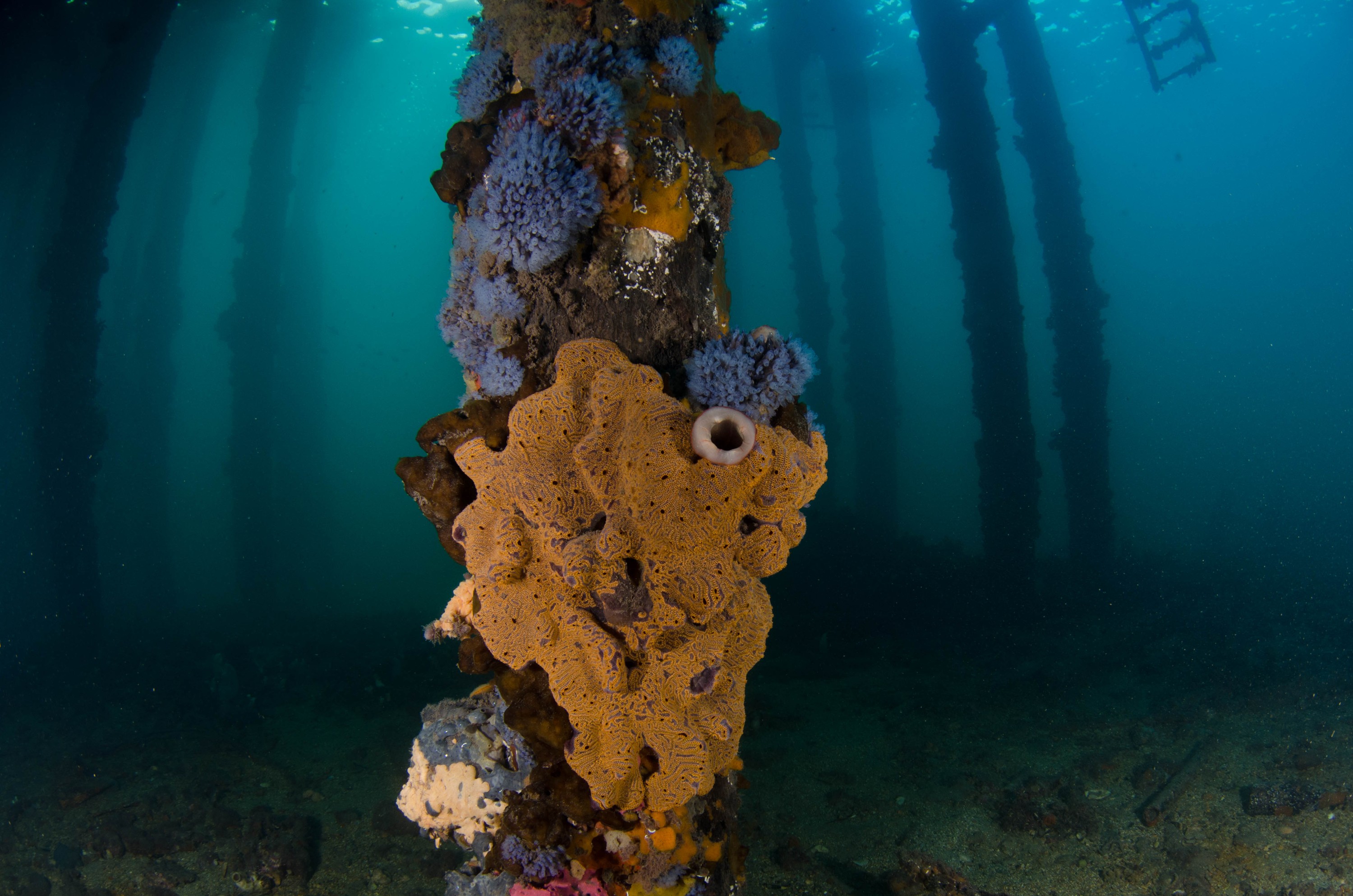 DSC_6101 – 2017, Adelaide, Edithburgh, South Australia, encrusting, fouling, july, seacology, structure, temperate, wharf, winter