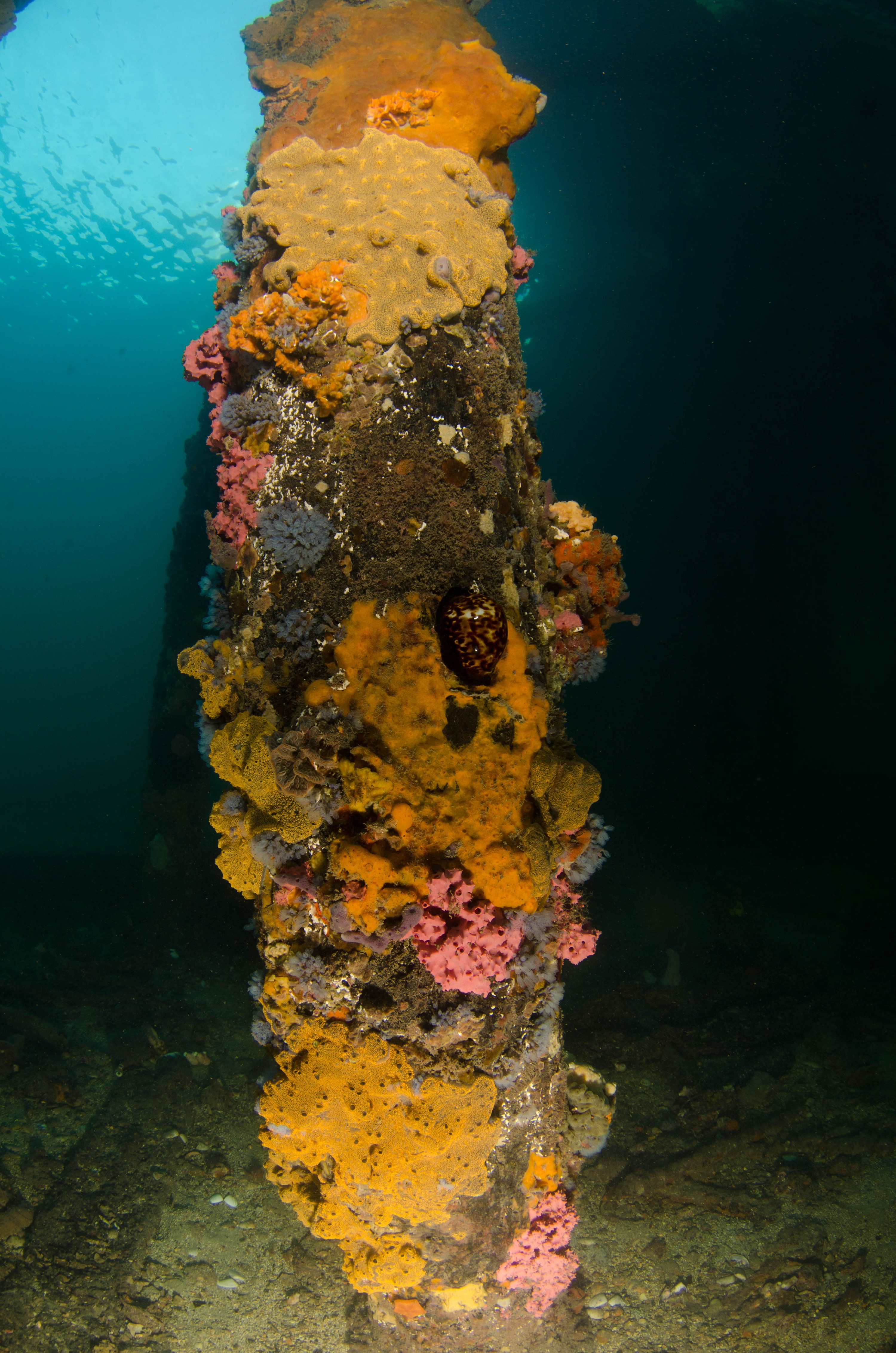 DSC_6104 – 2017, Adelaide, Edithburgh, South Australia, encrusting, fouling, july, seacology, structure, temperate, wharf, winter