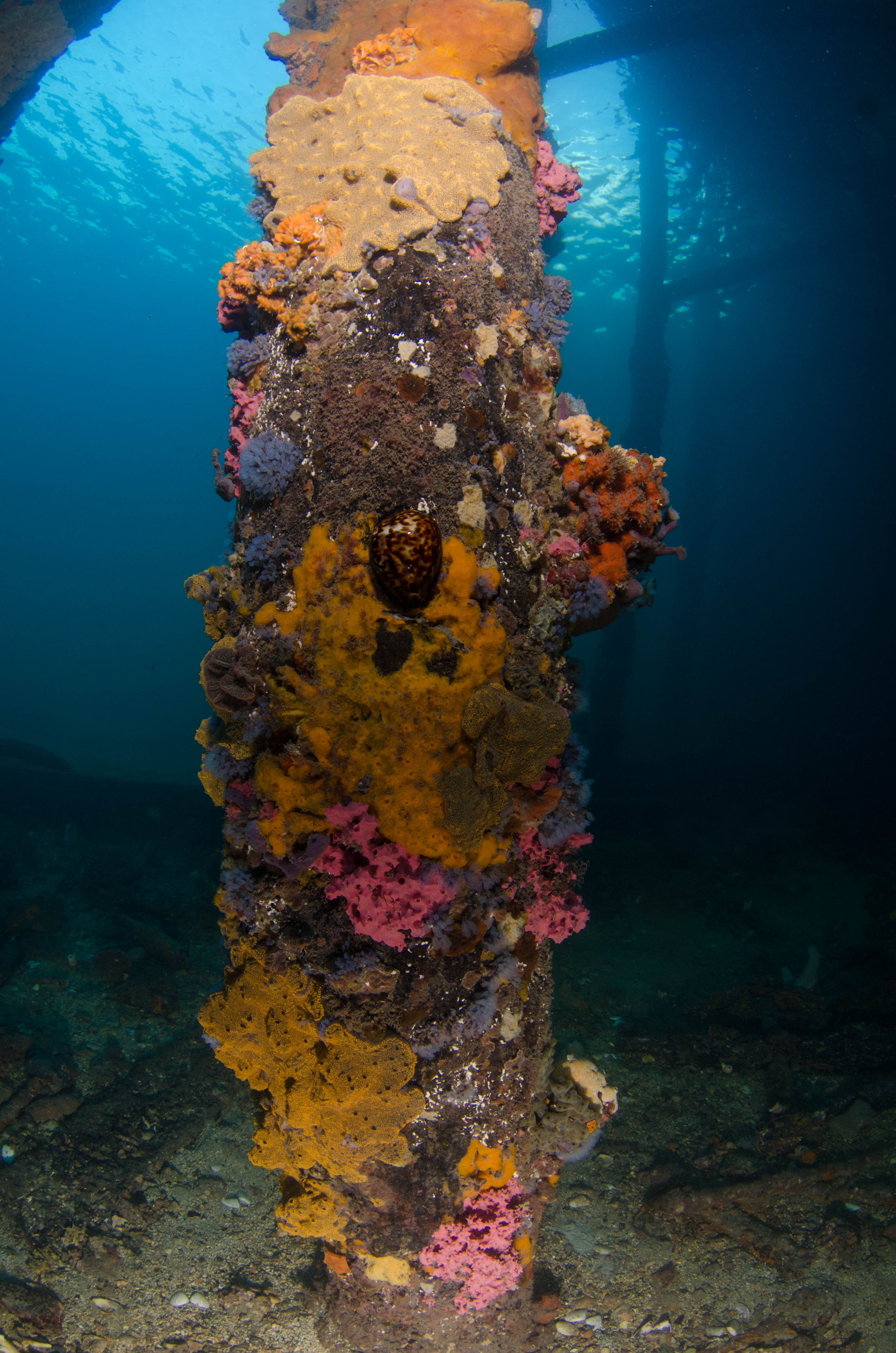 DSC_6107 – 2017, Adelaide, Edithburgh, South Australia, encrusting, fouling, july, seacology, structure, temperate, wharf, winter