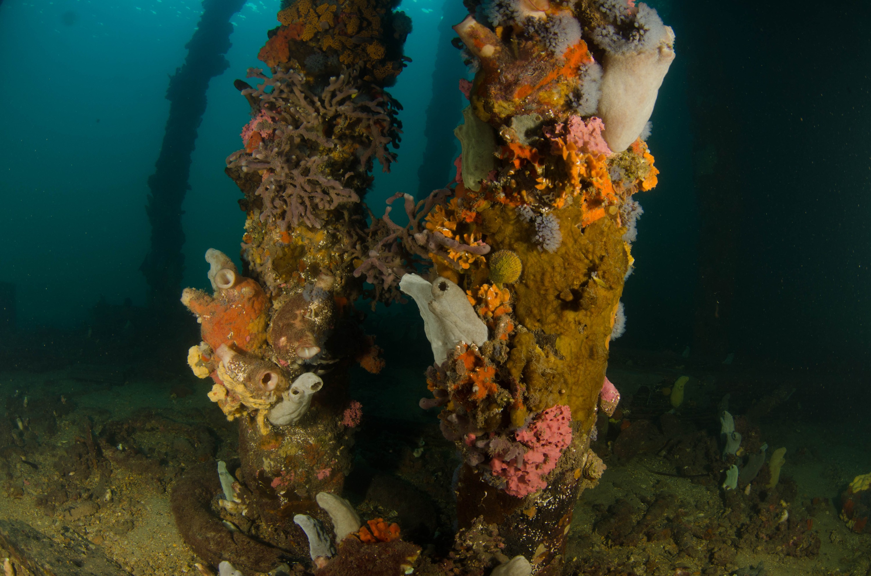 DSC_6109 – 2017, Adelaide, Edithburgh, South Australia, encrusting, fouling, july, seacology, structure, temperate, wharf, winter