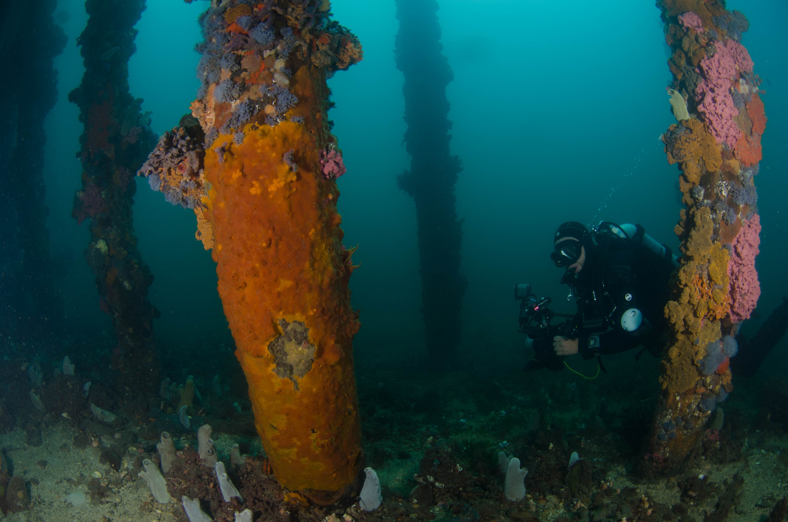 DSC_6114 – 2017, Adelaide, Edithburgh, South Australia, encrusting, fouling, july, seacology, structure, temperate, wharf, winter