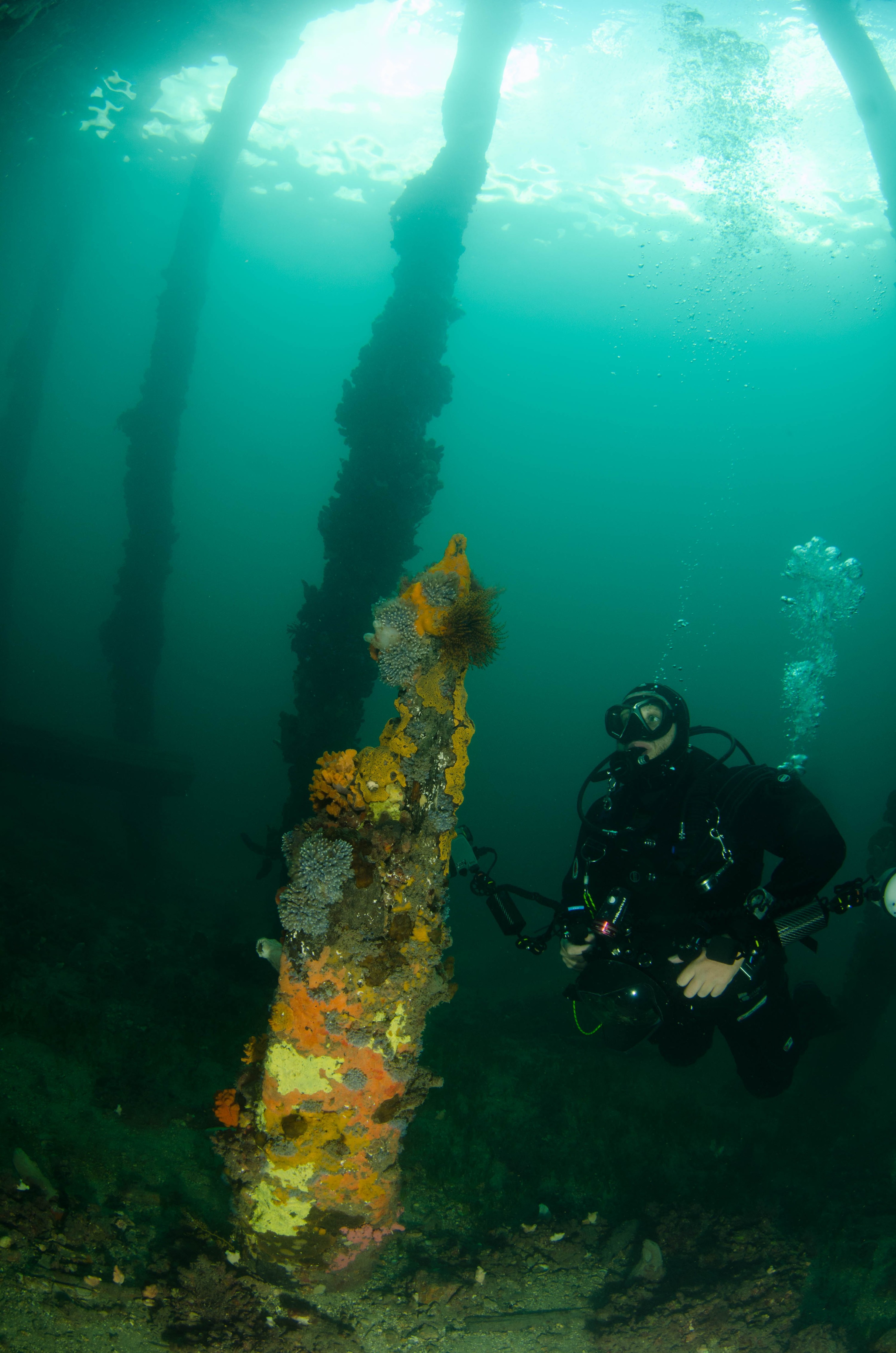 DSC_6133 – 2017, Adelaide, Edithburgh, South Australia, encrusting, fouling, july, seacology, structure, temperate, wharf, winter