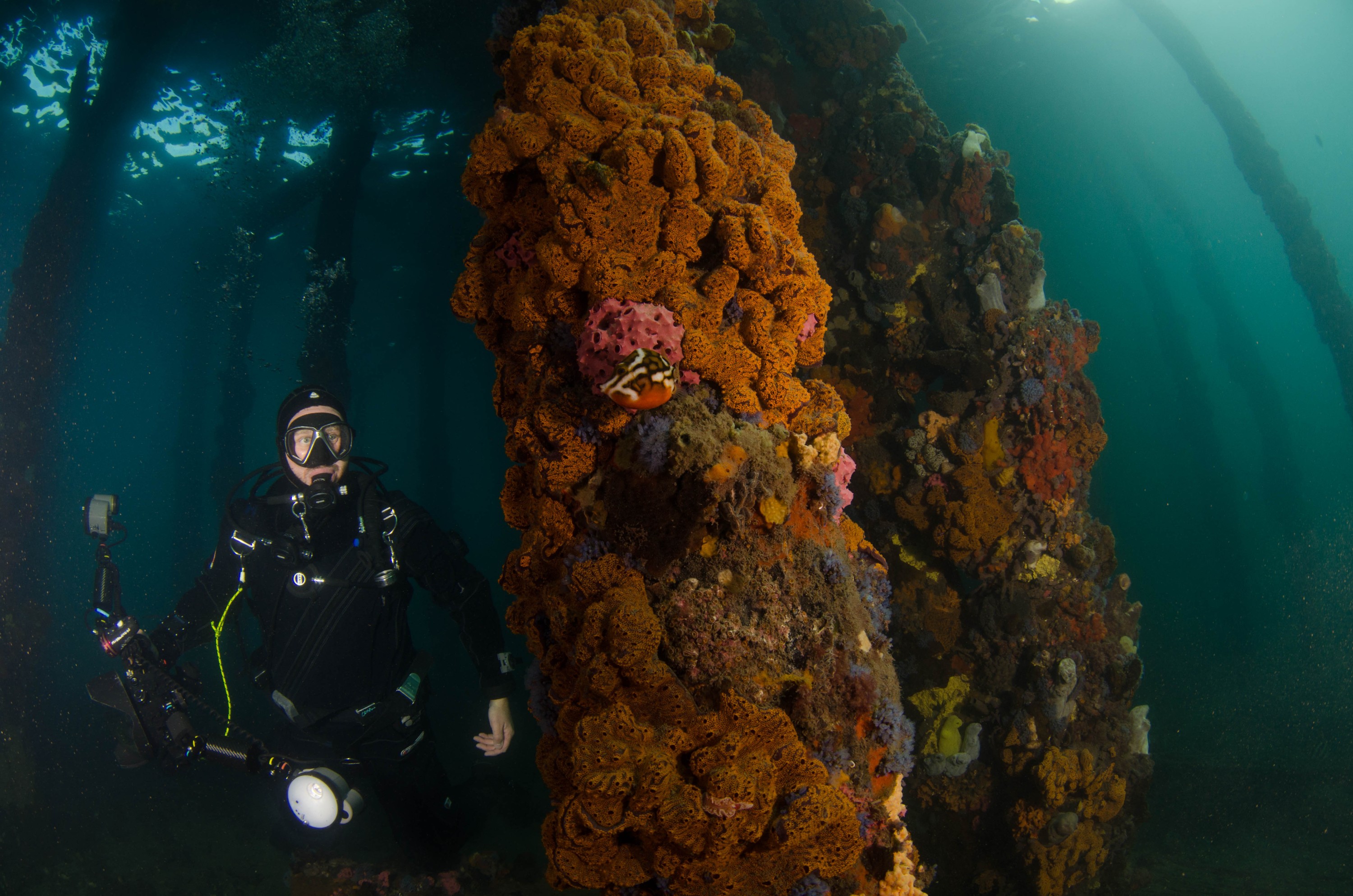DSC_6140 – 2017, Adelaide, Edithburgh, South Australia, encrusting, fouling, july, seacology, structure, temperate, wharf, winter