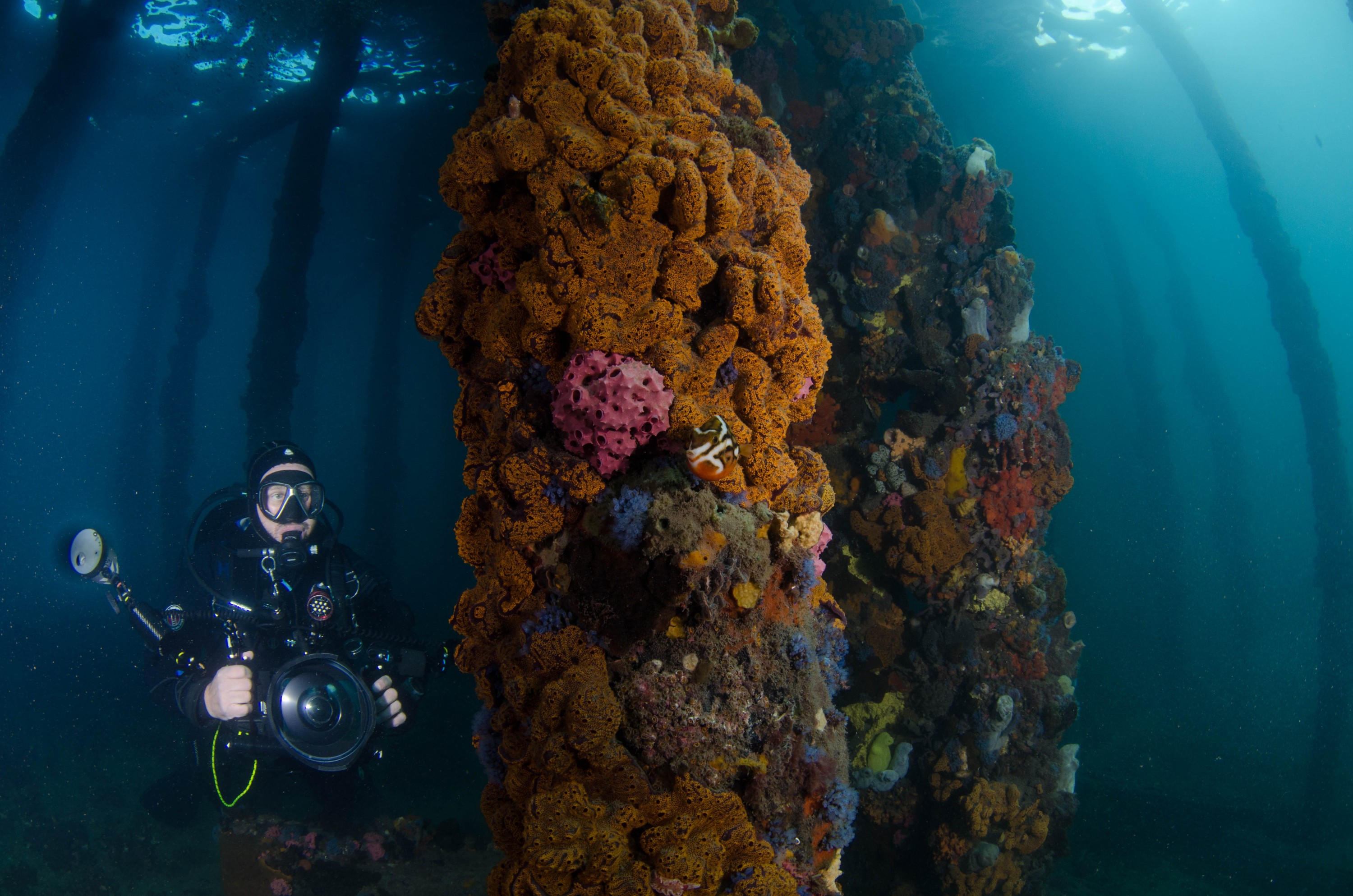 DSC_6141 – 2017, Adelaide, Edithburgh, South Australia, encrusting, fouling, july, seacology, structure, temperate, wharf, winter