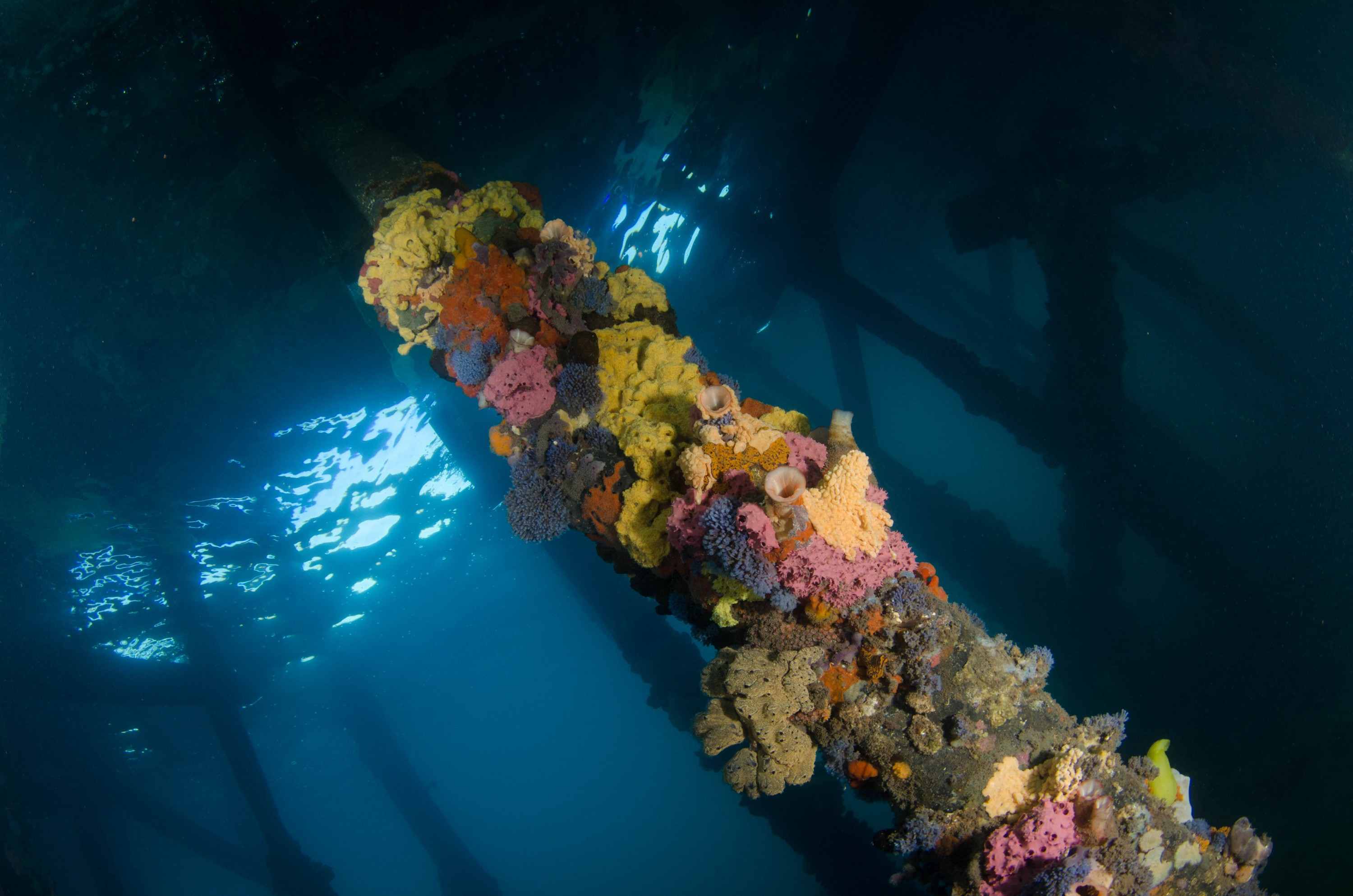 DSC_6146 – 2017, Adelaide, Edithburgh, South Australia, encrusting, fouling, july, seacology, structure, temperate, wharf, winter