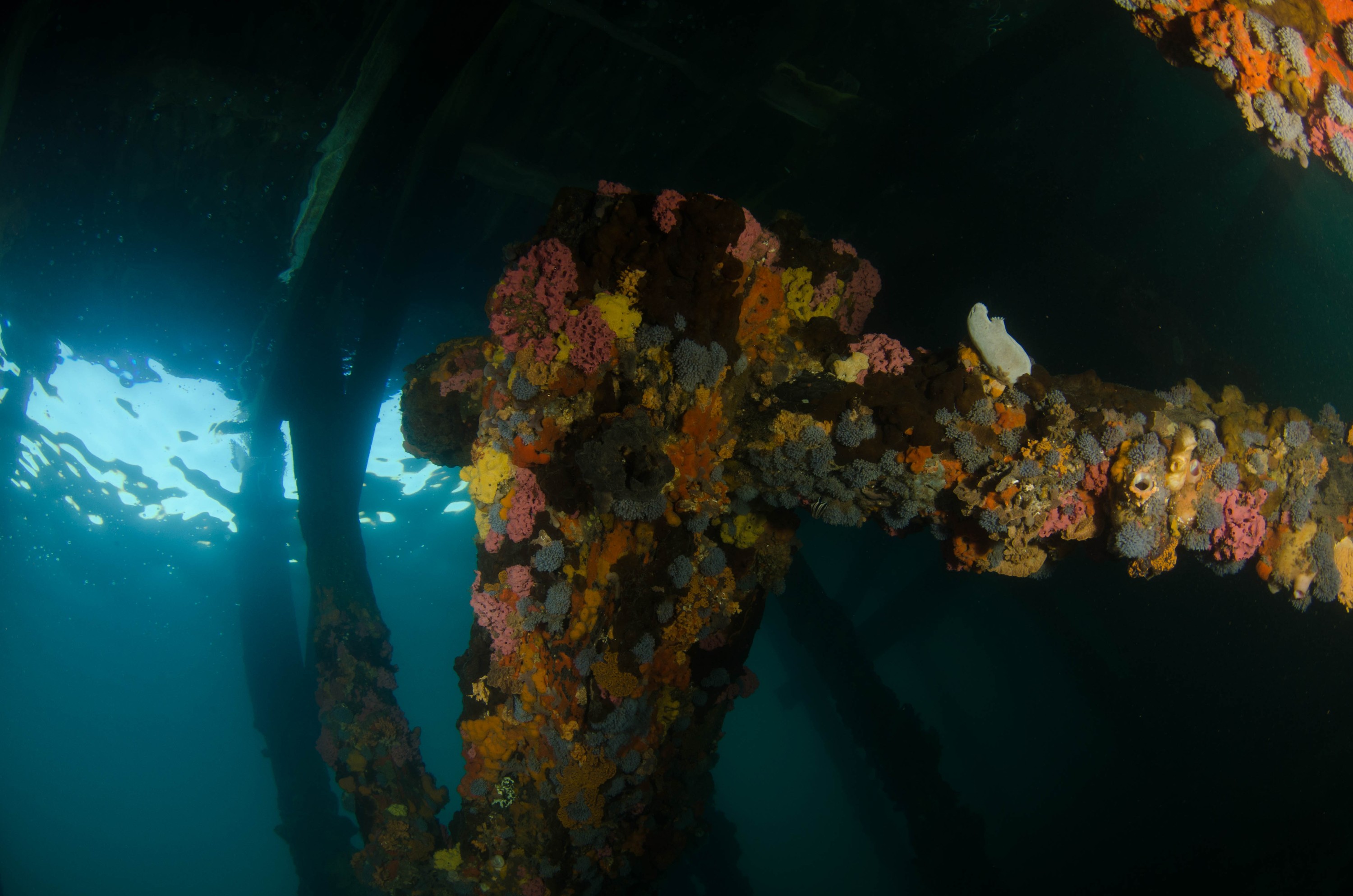 DSC_6148 – 2017, Adelaide, Edithburgh, South Australia, encrusting, fouling, july, seacology, structure, temperate, wharf, winter