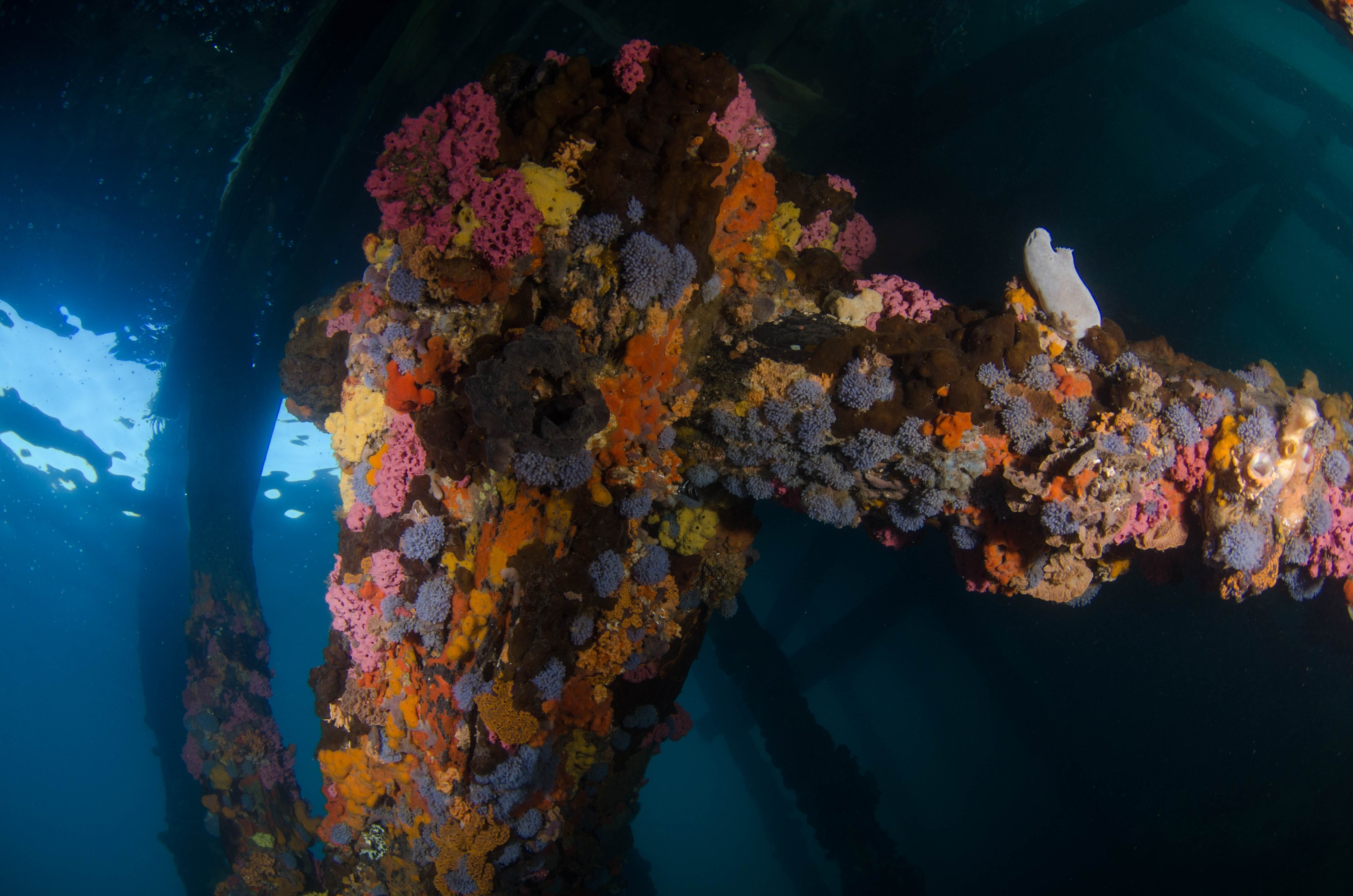 DSC_6149 – 2017, Adelaide, Edithburgh, South Australia, encrusting, fouling, july, seacology, structure, temperate, wharf, winter