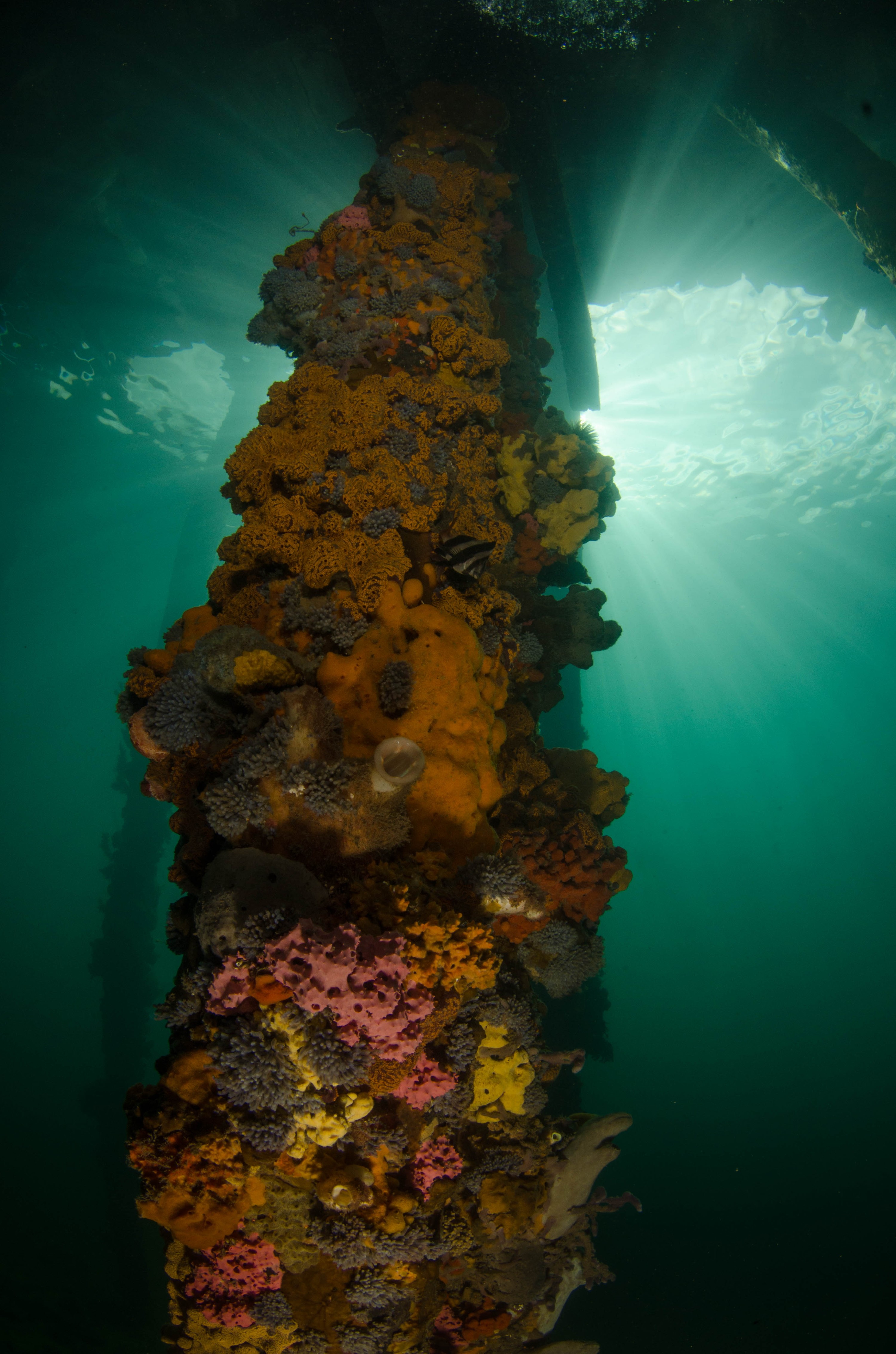 DSC_6158 – 2017, Adelaide, Edithburgh, South Australia, encrusting, fouling, july, seacology, structure, temperate, wharf, winter