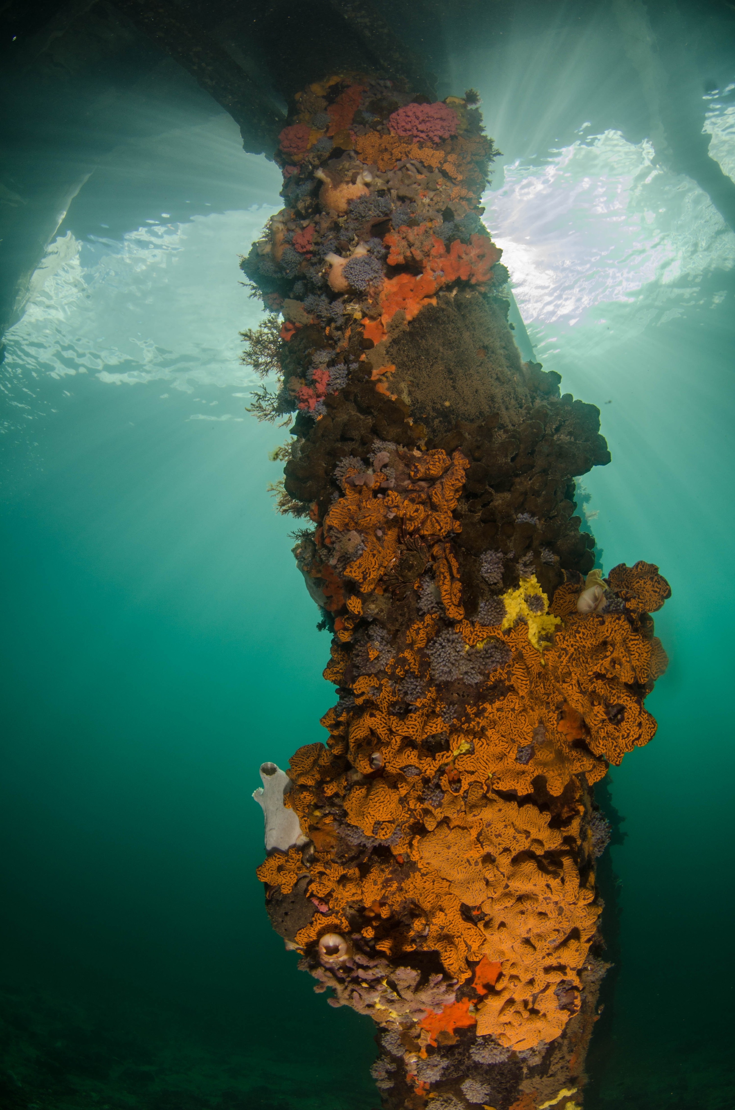 DSC_6161 – 2017, Adelaide, Edithburgh, South Australia, encrusting, fouling, july, seacology, structure, temperate, wharf, winter