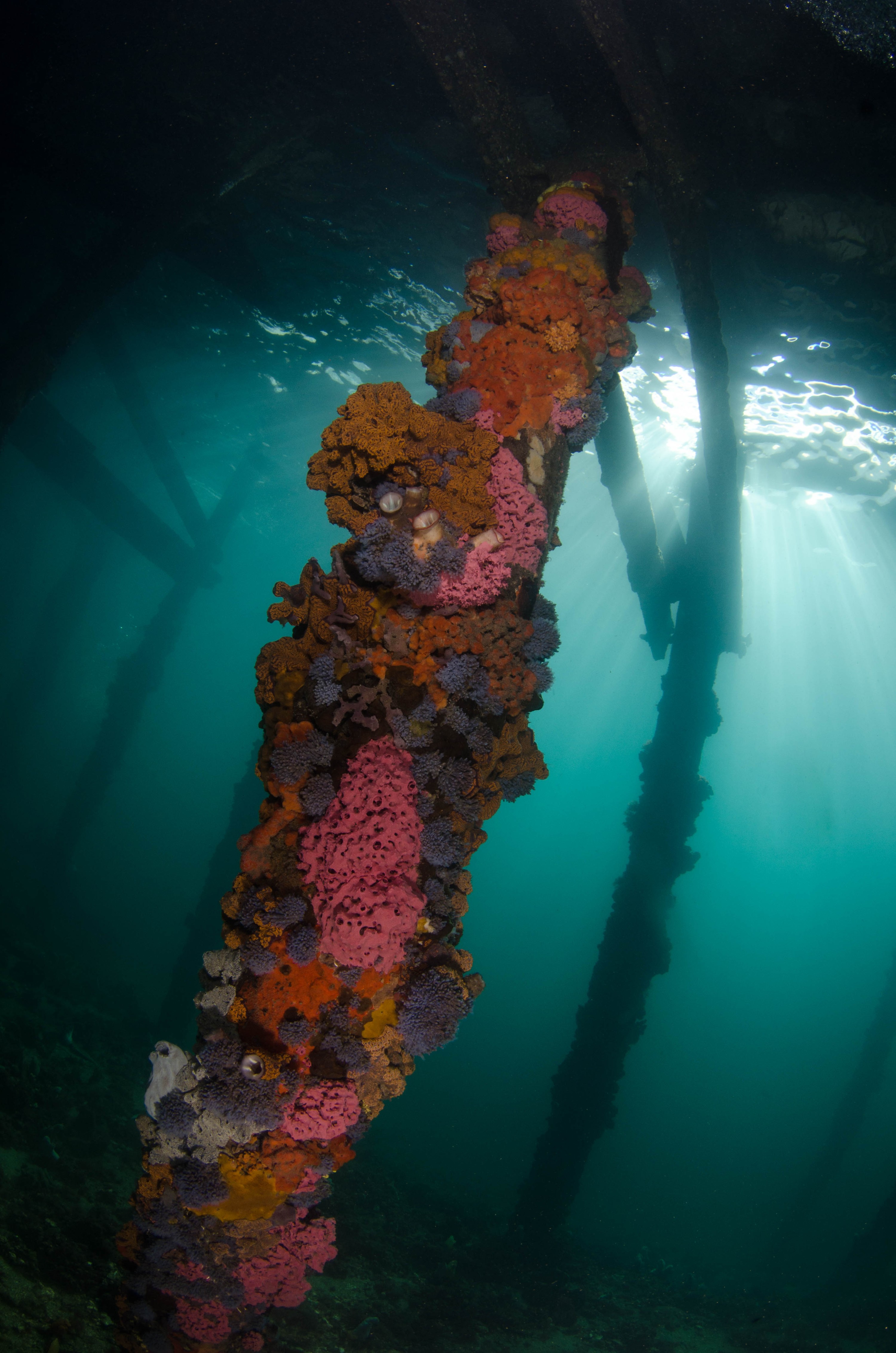DSC_6162 – 2017, Adelaide, Edithburgh, South Australia, encrusting, fouling, july, seacology, structure, temperate, wharf, winter