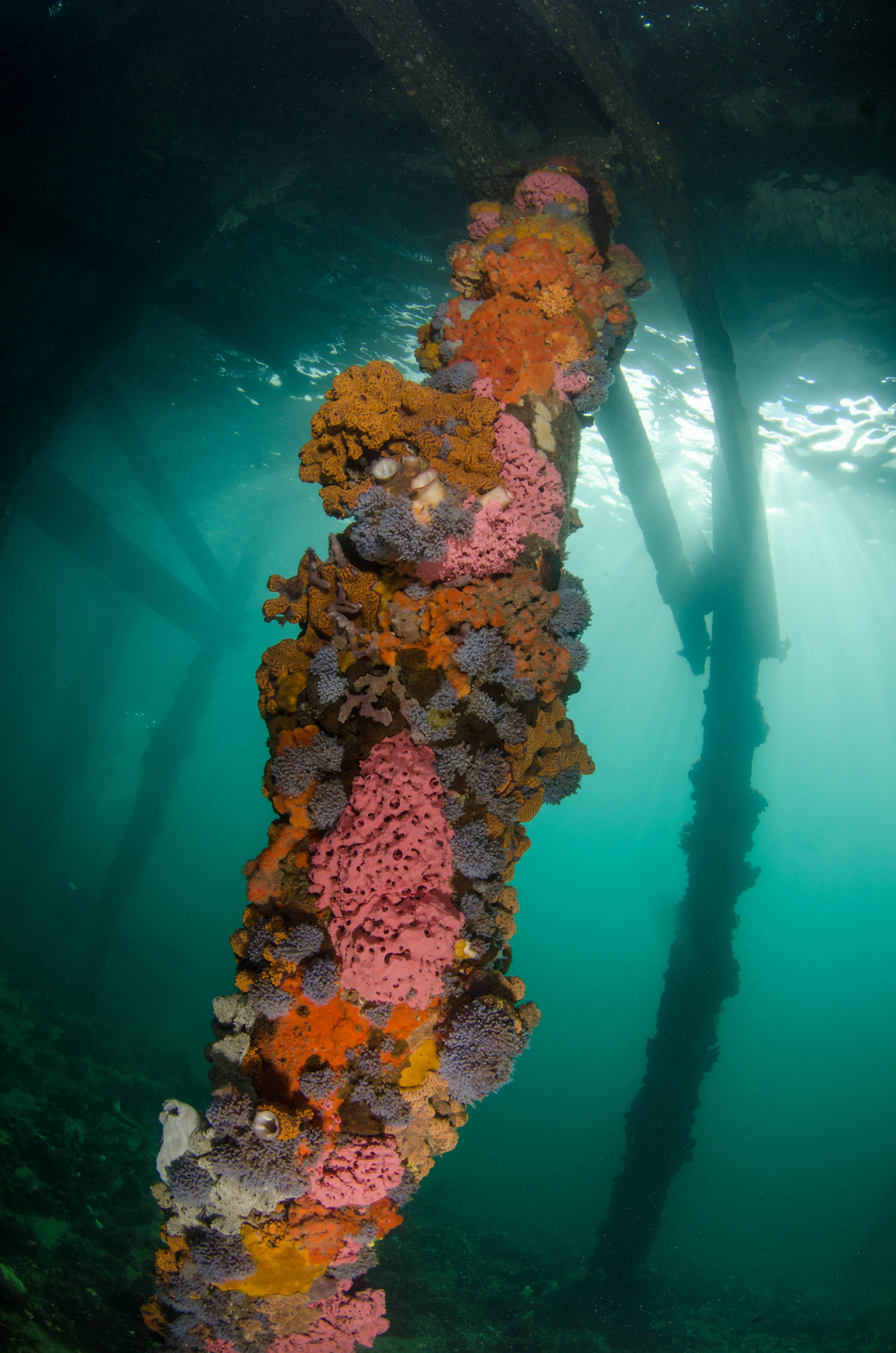 DSC_6163 – 2017, Adelaide, Edithburgh, South Australia, encrusting, fouling, july, seacology, structure, temperate, wharf, winter