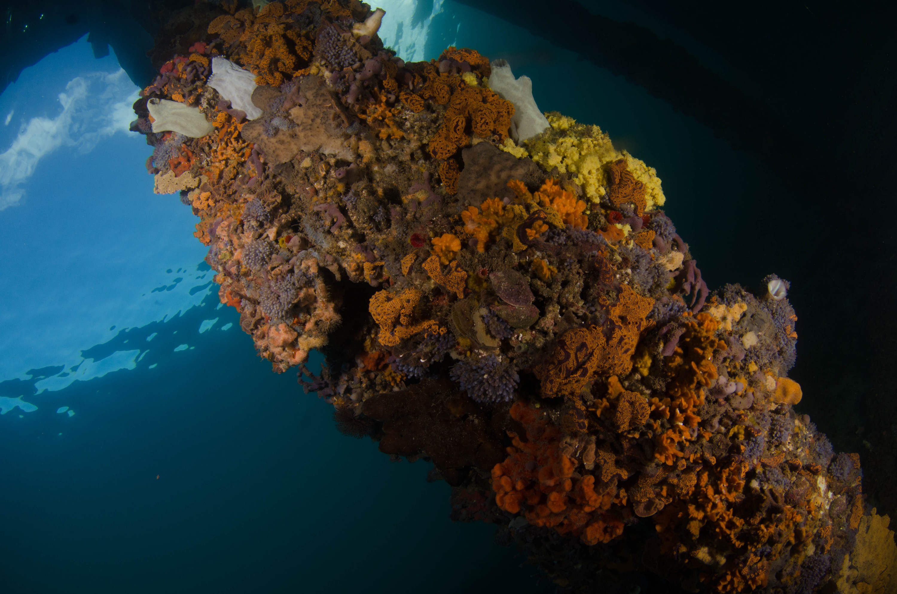 DSC_6167 – 2017, Adelaide, Edithburgh, South Australia, encrusting, fouling, july, seacology, structure, temperate, wharf, winter