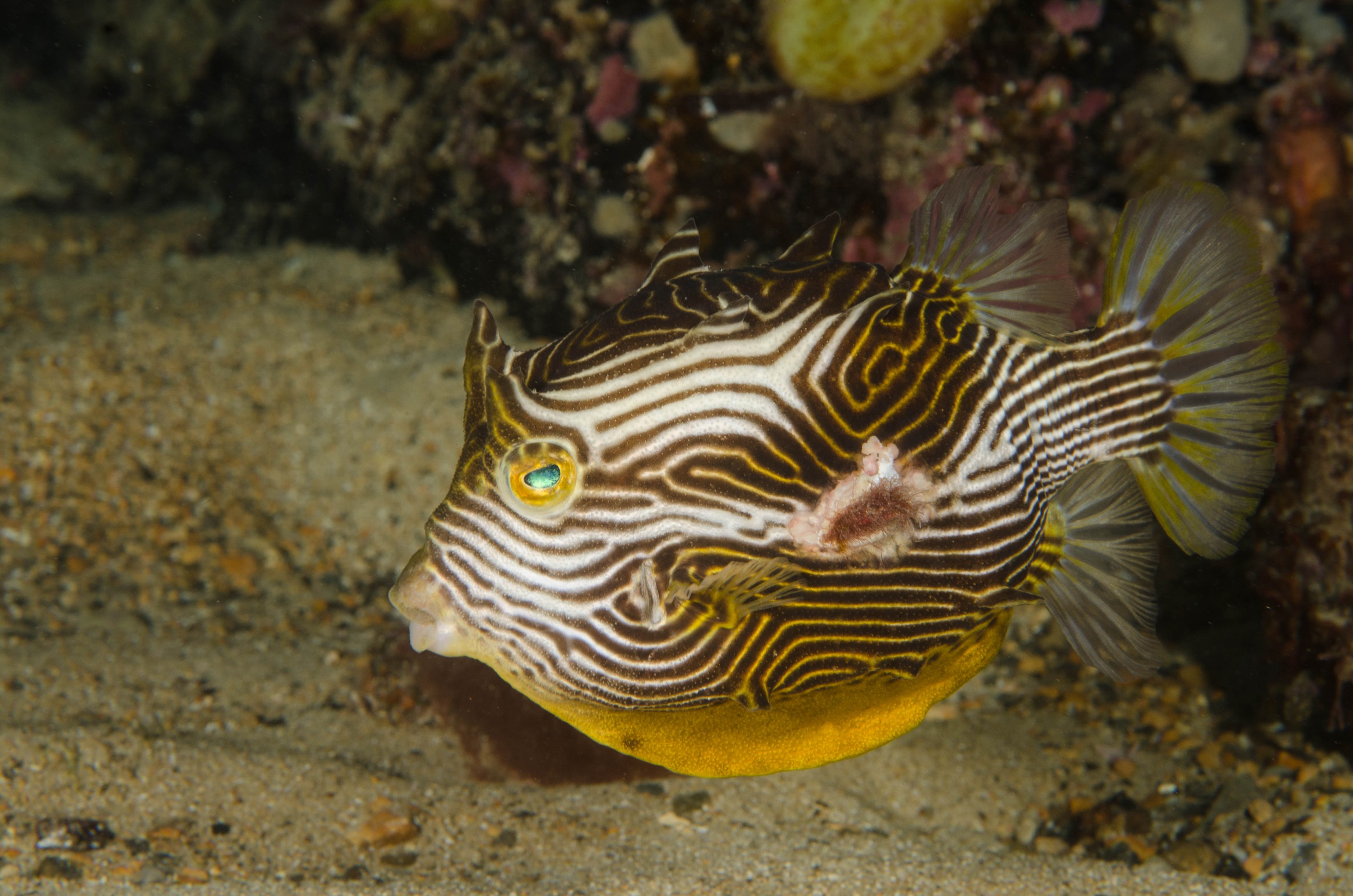 DSC_6173 – 2017, Adelaide, Edithburgh, South Australia, aracana, aracana ornata, cow fish, cowfish, endemic, july, macro, ornata, ornate, seacology, temperate, wharf, winter