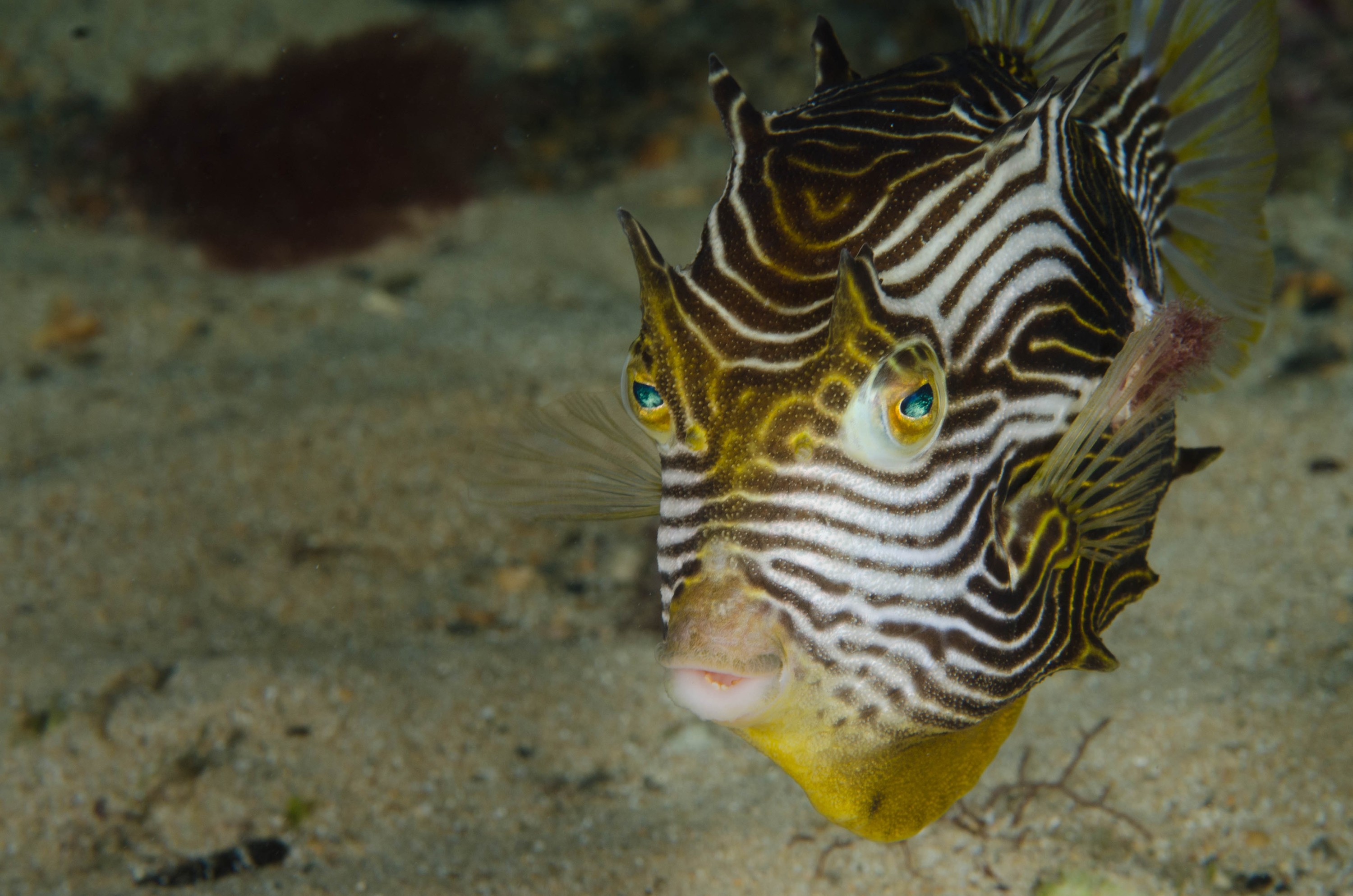 DSC_6174 – 2017, Adelaide, Edithburgh, South Australia, aracana, aracana ornata, cow fish, cowfish, endemic, july, macro, ornata, ornate, seacology, temperate, wharf, winter