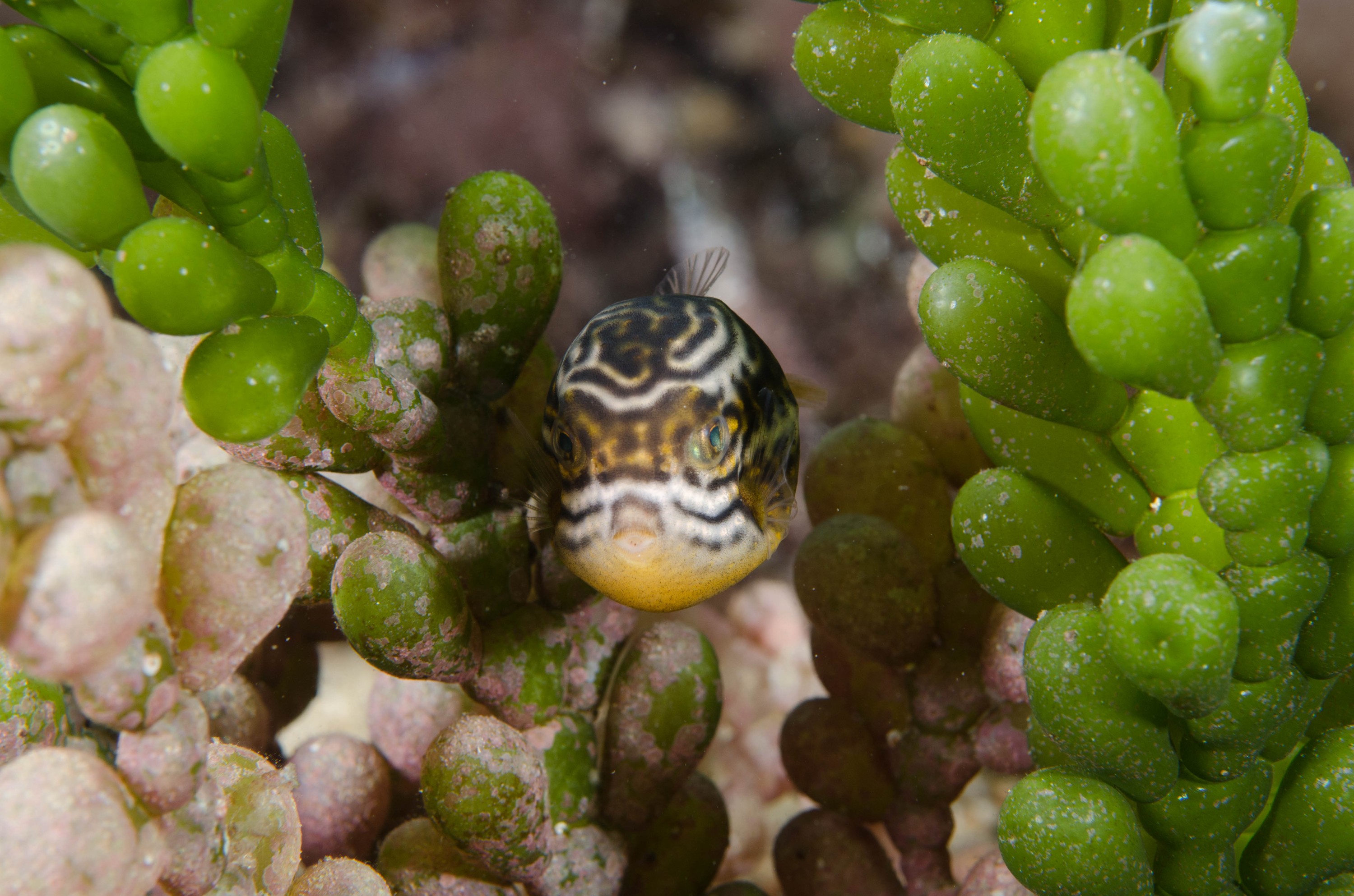 DSC_6187 – 2017, Adelaide, Edithburgh, South Australia, aracana, aracana ornata, baby, cow fish, cowfish, cute, endemic, july, macro, ornata, ornate, seacology, temperate, wharf, winter