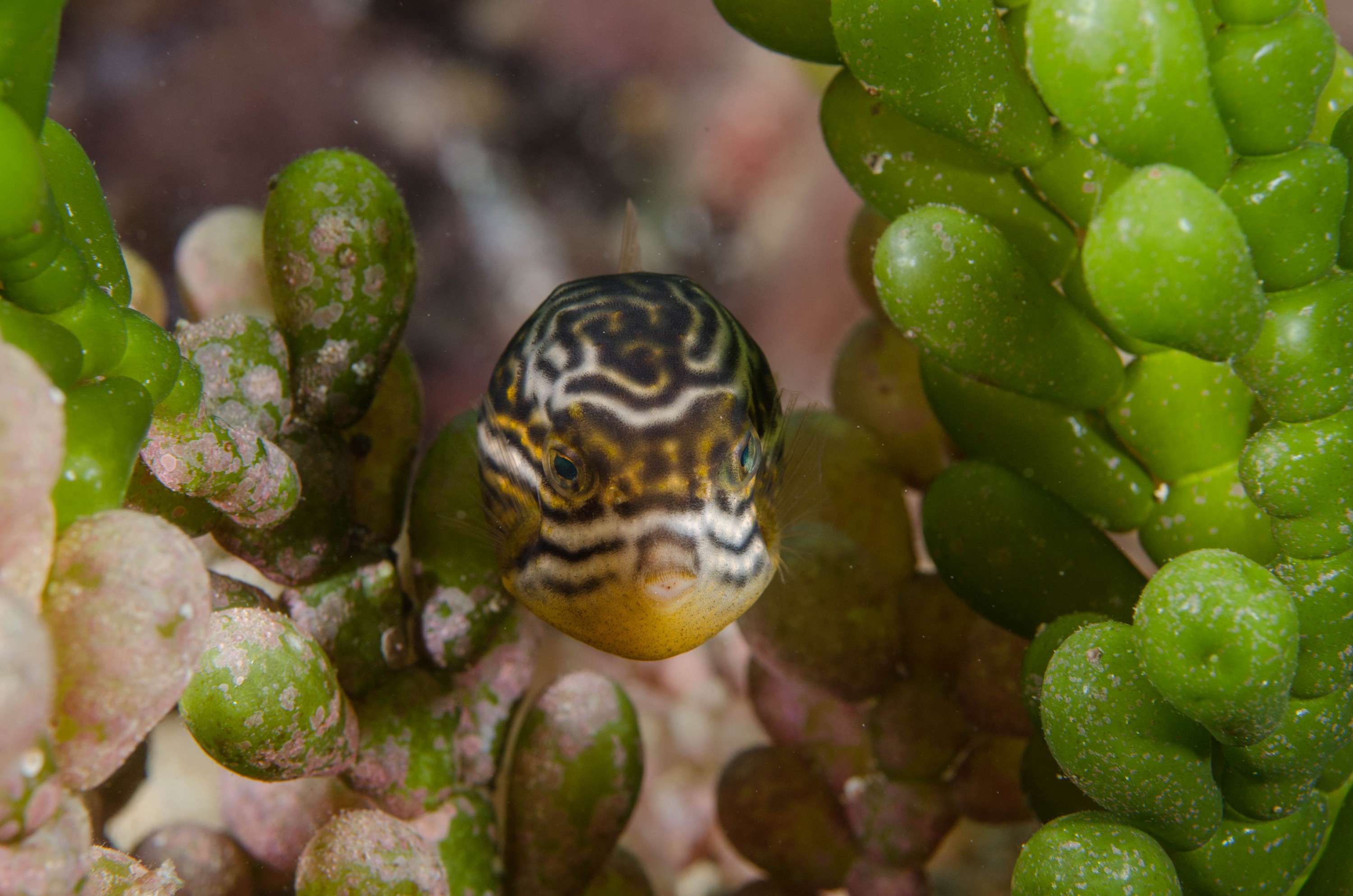 DSC_6188 – 2017, Adelaide, Edithburgh, South Australia, aracana, aracana ornata, baby, cow fish, cowfish, cute, endemic, july, macro, ornata, ornate, seacology, temperate, wharf, winter