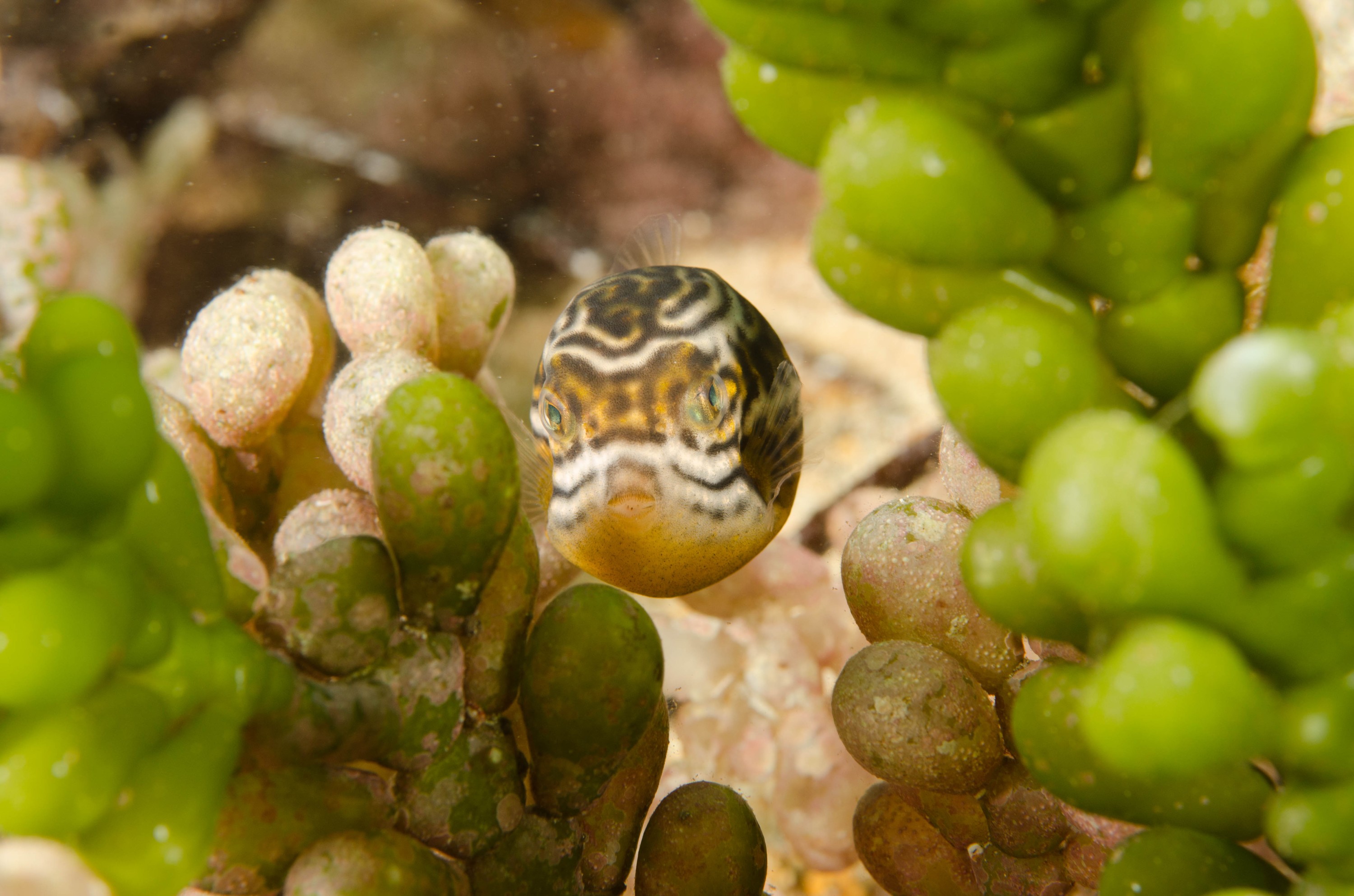 DSC_6189 – 2017, Adelaide, Edithburgh, South Australia, aracana, aracana ornata, baby, cow fish, cowfish, cute, endemic, july, macro, ornata, ornate, seacology, temperate, wharf, winter