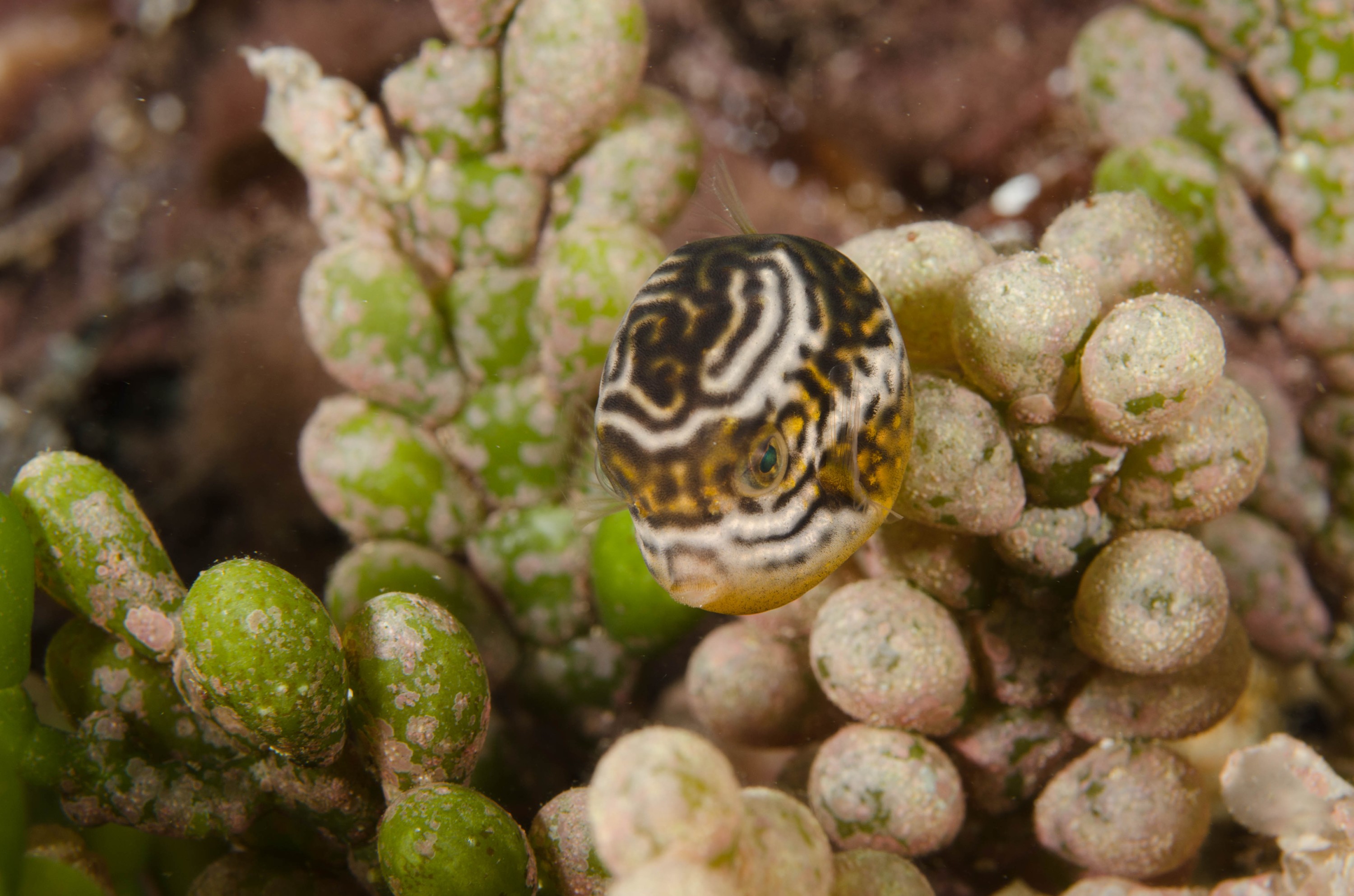 DSC_6190 – 2017, Adelaide, Edithburgh, South Australia, aracana, aracana ornata, baby, cow fish, cowfish, cute, endemic, july, macro, ornata, ornate, seacology, temperate, wharf, winter