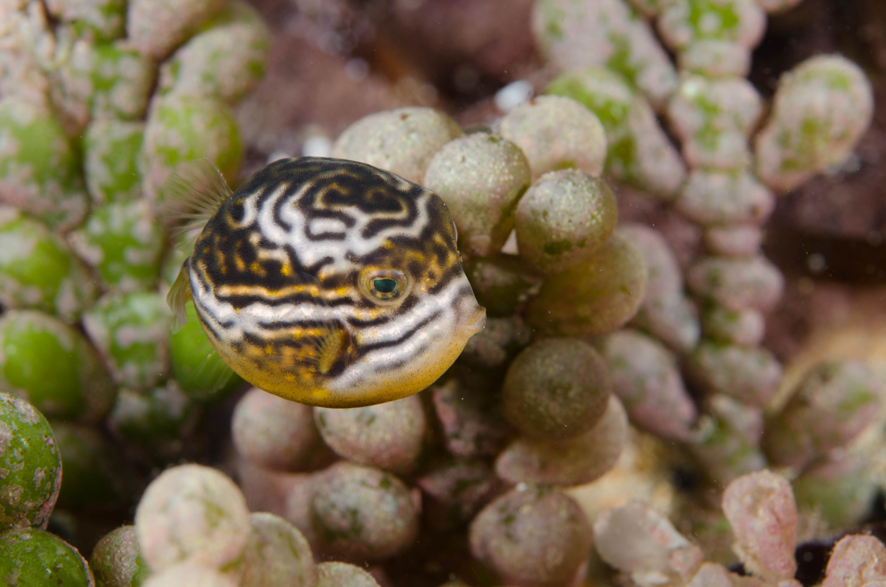 DSC_6191 – 2017, Adelaide, Edithburgh, South Australia, aracana, aracana ornata, baby, cow fish, cowfish, cute, endemic, july, macro, ornata, ornate, seacology, temperate, wharf, winter