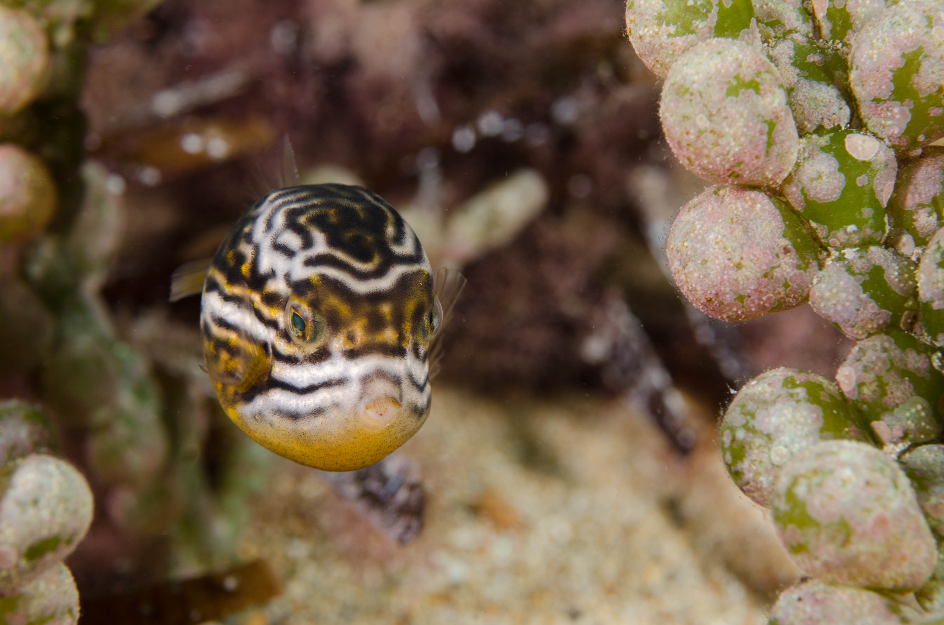 DSC_6194 – 2017, Adelaide, Edithburgh, South Australia, aracana, aracana ornata, baby, cow fish, cowfish, cute, endemic, july, macro, ornata, ornate, seacology, temperate, wharf, winter