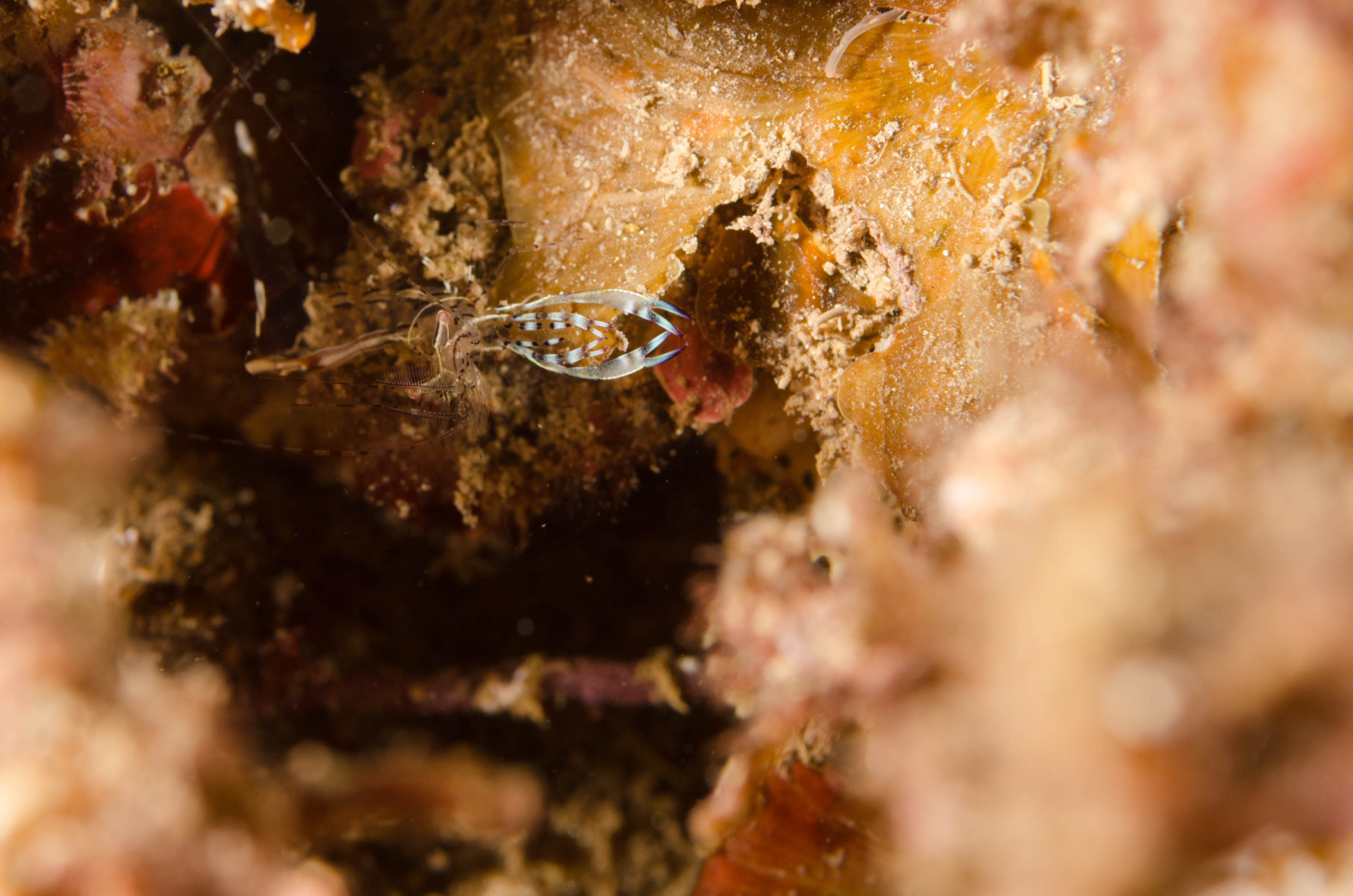 DSC_6204 – 2017, Adelaide, Edithburgh, South Australia, july, macro, seacology, shrimp, temperate, wharf, winter