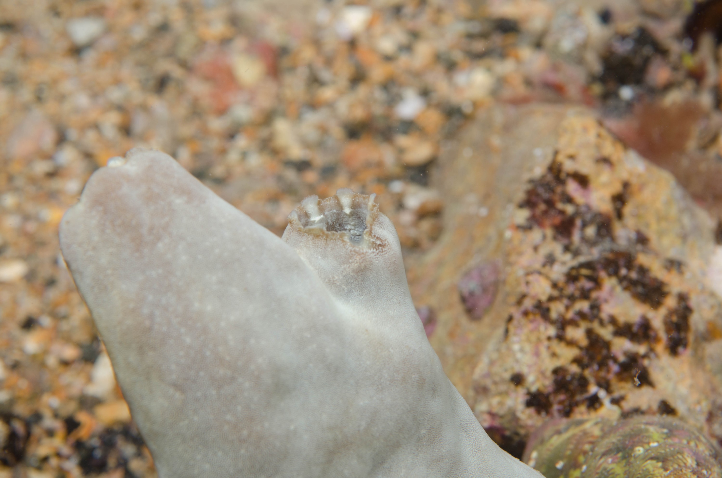 DSC_6206 – 2017, Adelaide, Edithburgh, South Australia, ascidian, july, macro, seacology, temperate, wharf, winter