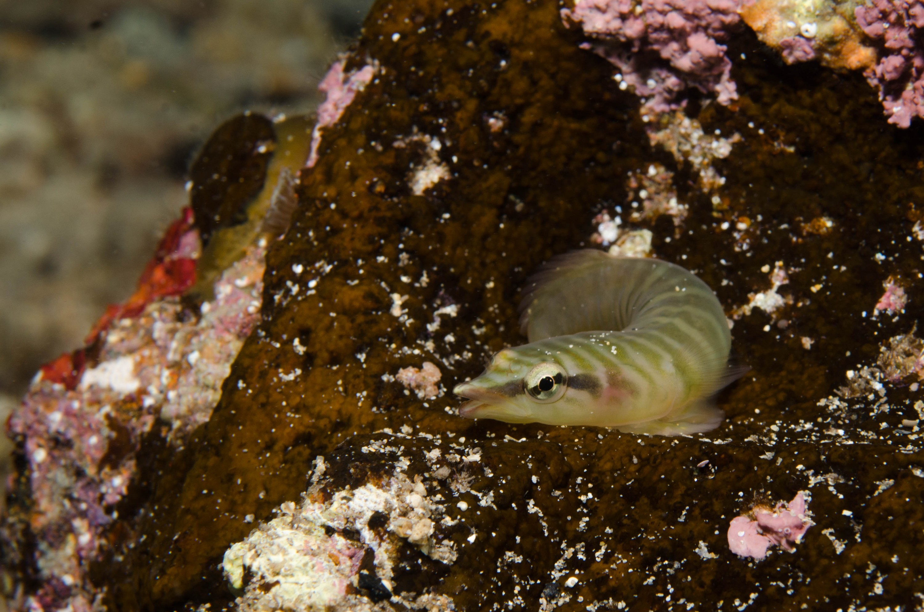 DSC_6207 – 2017, Adelaide, Aspasmogaster tasmaniensis, Edithburgh, South Australia, aspasmogaster, clingfish, cute, july, macro, seacology, tasmanian, temperate, wharf, winter