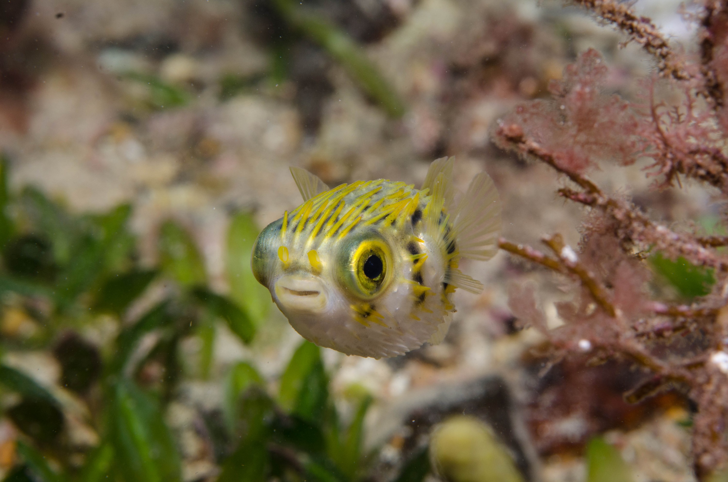 DSC_6211 – 2017, Adelaide, Diodon nicthemerus, Edithburgh, South Australia, baby, cute, diodon, fish, globefish, july, juvenile, macro, porcupinefish, seacology, temperate, wharf, winter