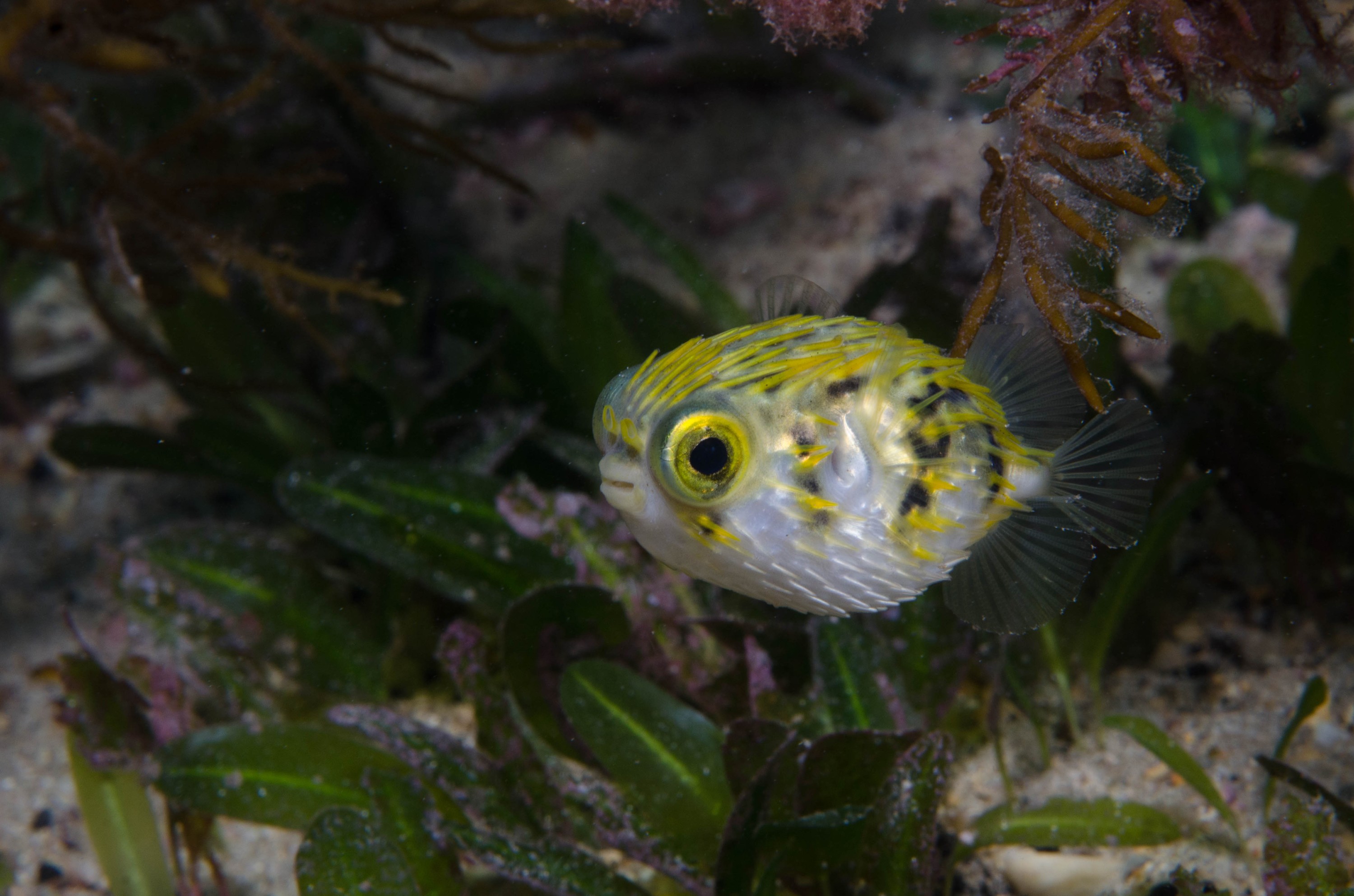 DSC_6213 – 2017, Adelaide, Diodon nicthemerus, Edithburgh, South Australia, baby, cute, diodon, fish, globefish, july, juvenile, macro, porcupinefish, seacology, temperate, wharf, winter