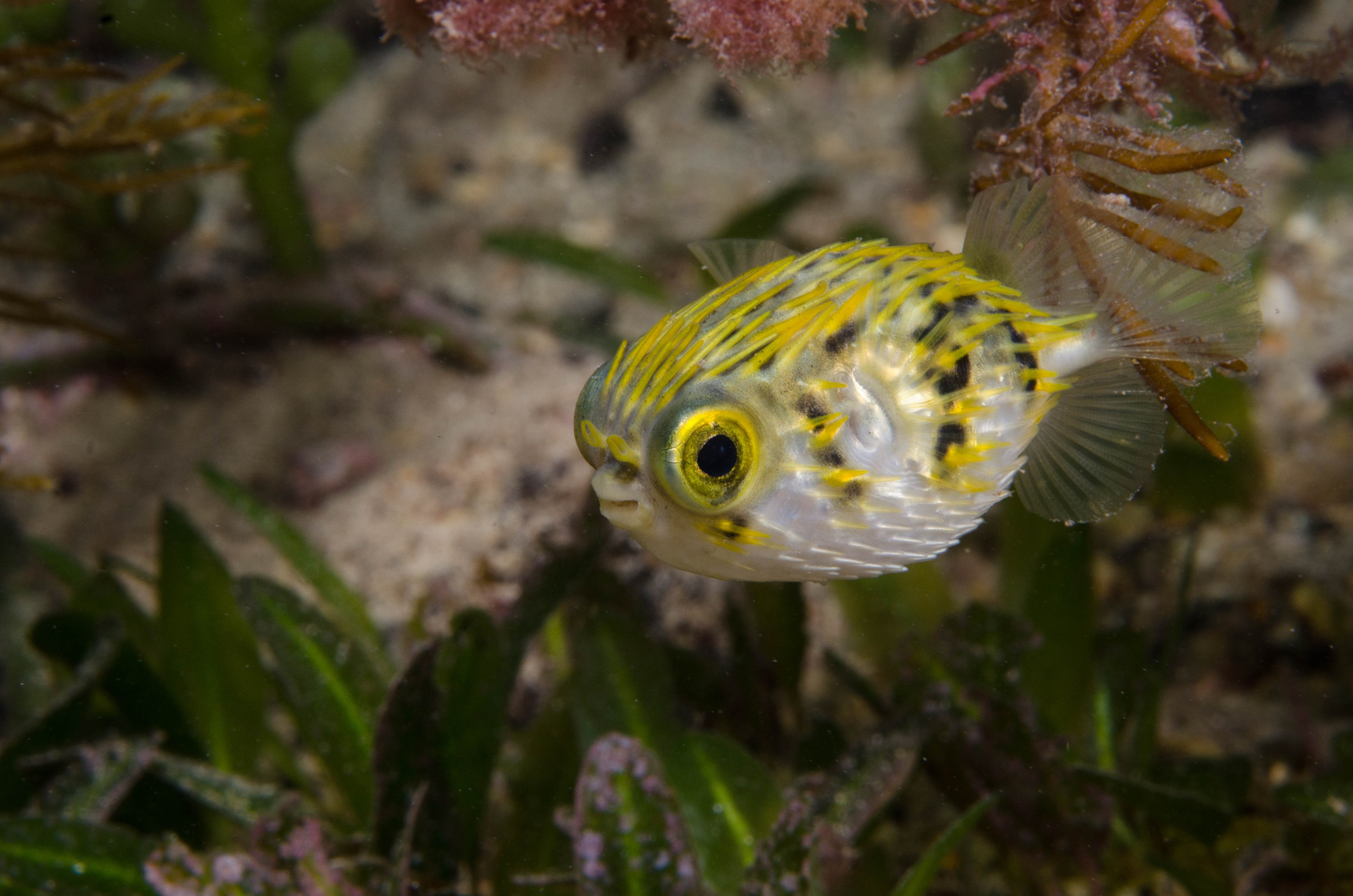 DSC_6216 – 2017, Adelaide, Diodon nicthemerus, Edithburgh, South Australia, baby, cute, diodon, fish, globefish, july, juvenile, macro, porcupinefish, seacology, temperate, wharf, winter
