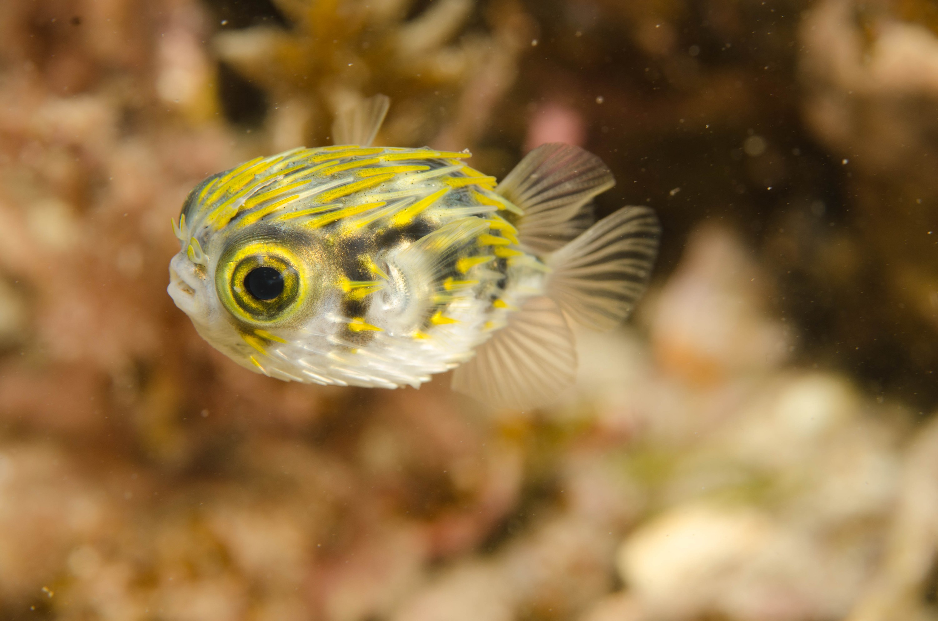 DSC_6223 – 2017, Adelaide, Diodon nicthemerus, Edithburgh, South Australia, baby, cute, diodon, fish, globefish, july, juvenile, macro, porcupinefish, seacology, temperate, wharf, winter