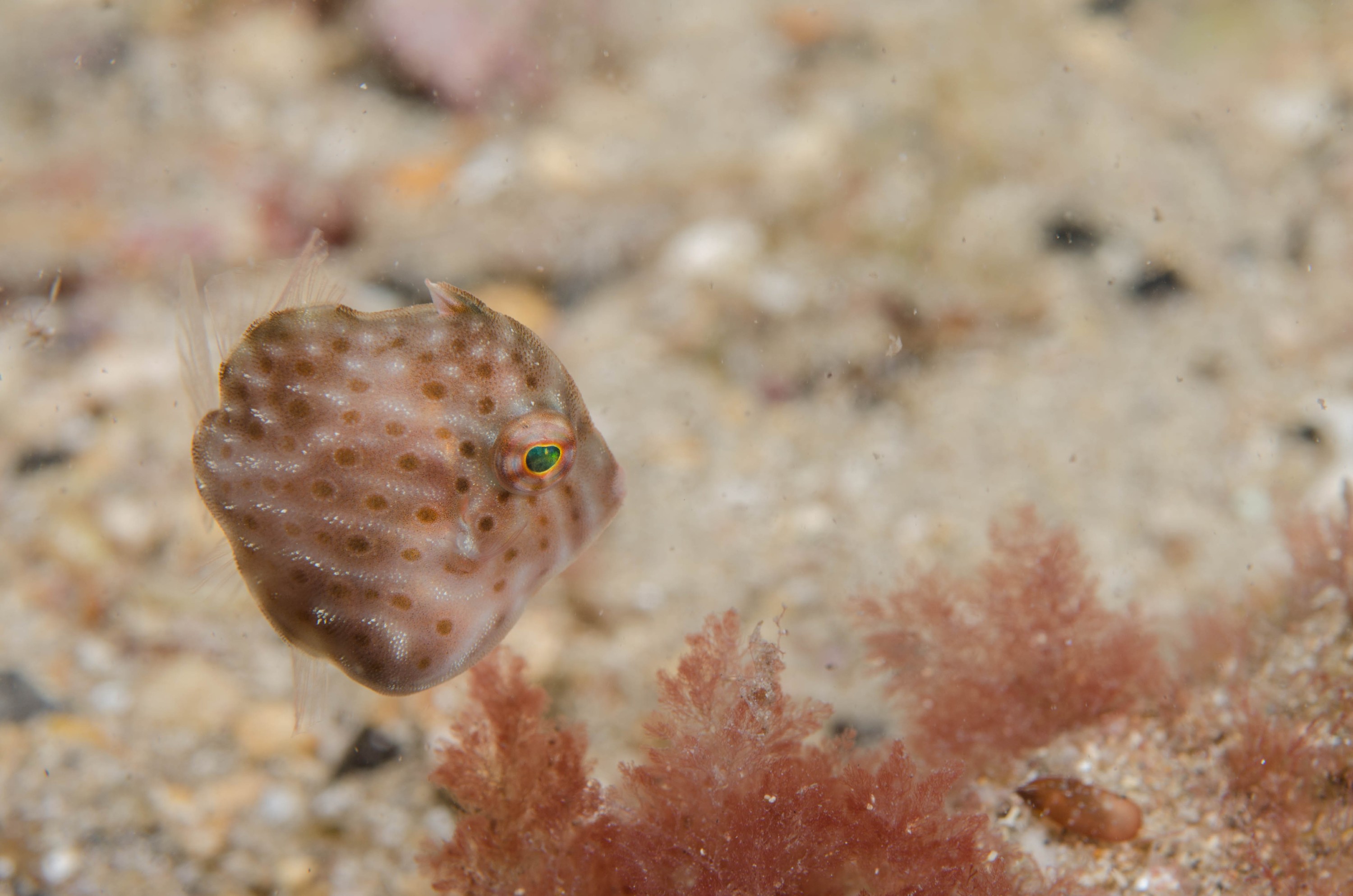 DSC_6225 – 2017, Adelaide, Brachaluteres jacksonianus, Edithburgh, South Australia, cute, fish, july, leatherjacket, macro, pygmy, seacology, temperate, tiny, wharf, winter