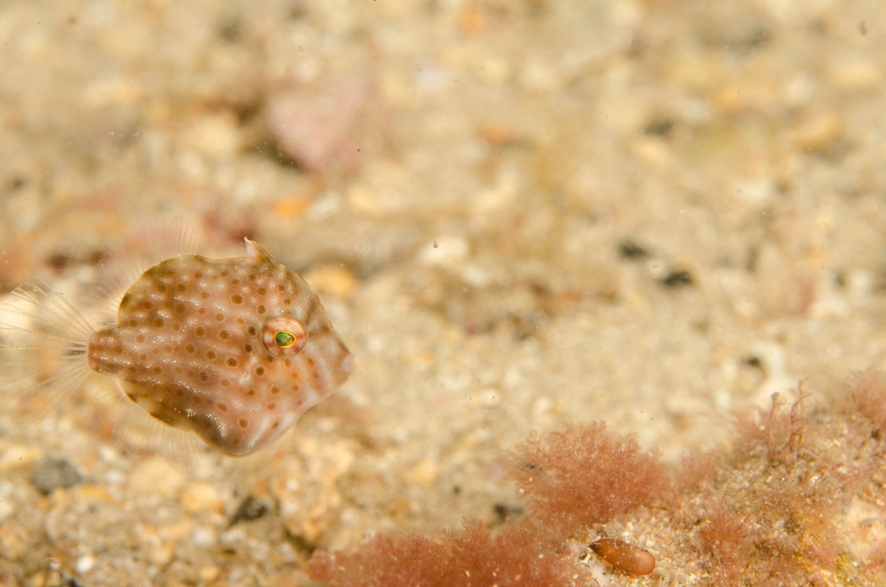 DSC_6226 – 2017, Adelaide, Brachaluteres jacksonianus, Edithburgh, South Australia, cute, fish, july, leatherjacket, macro, pygmy, seacology, temperate, tiny, wharf, winter