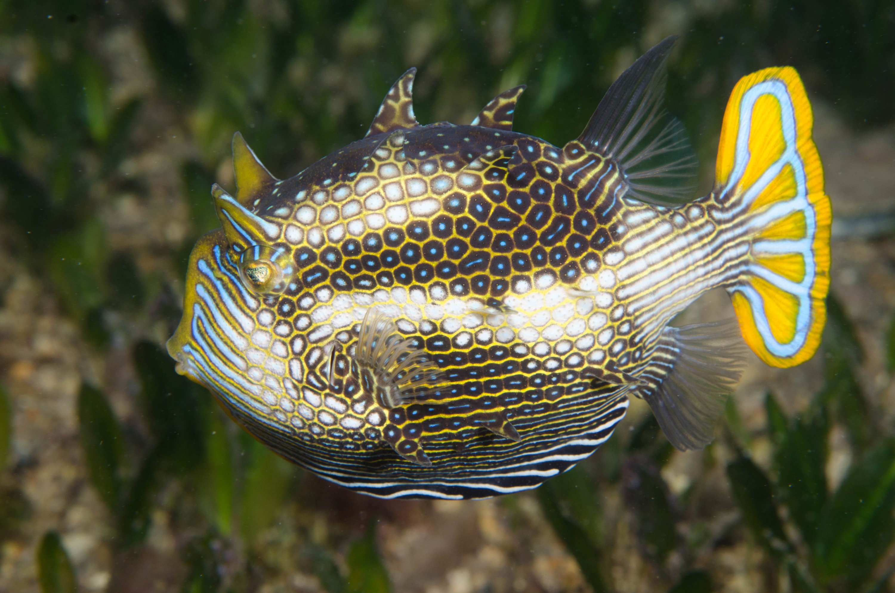 DSC_6233 – 2017, Adelaide, Edithburgh, South Australia, aracana, aracana ornata, cow fish, cowfish, endemic, july, macro, ornata, ornate, seacology, temperate, wharf, winter