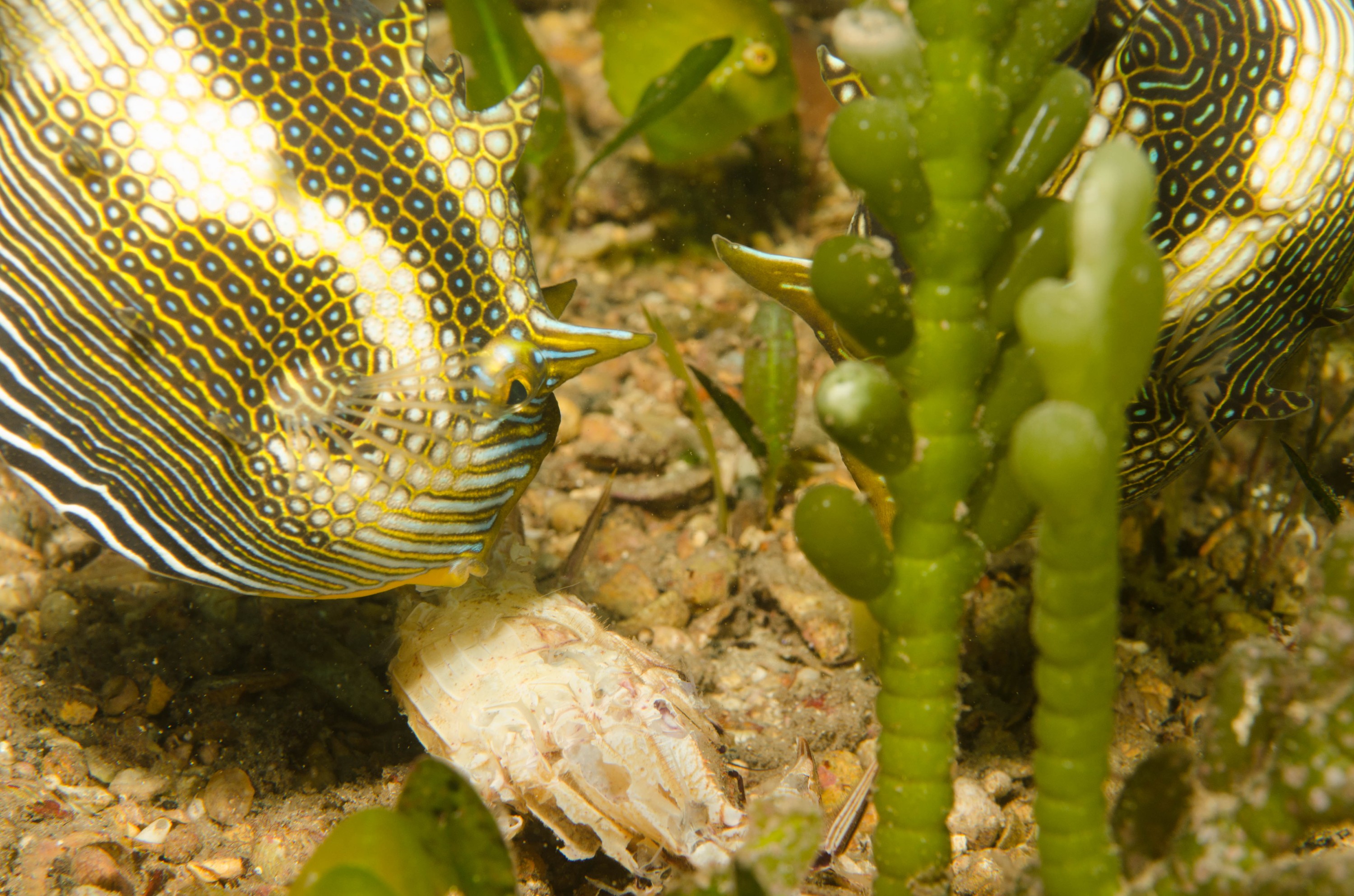DSC_6235 – 2017, Adelaide, Edithburgh, South Australia, aracana, aracana ornata, cow fish, cowfish, endemic, july, macro, ornata, ornate, seacology, temperate, wharf, winter