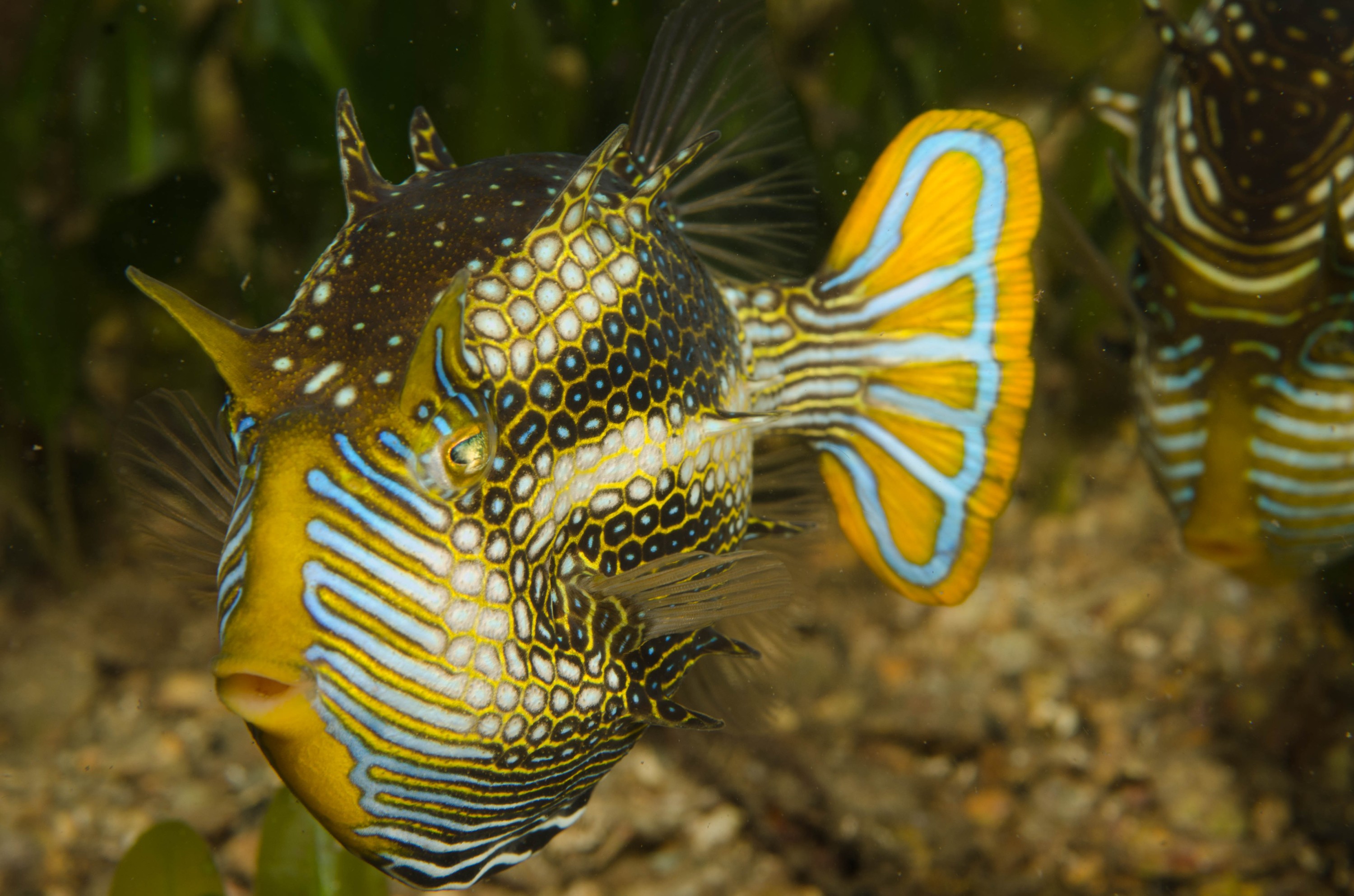 DSC_6236 – 2017, Adelaide, Edithburgh, South Australia, aracana, aracana ornata, cow fish, cowfish, endemic, july, macro, ornata, ornate, seacology, temperate, wharf, winter