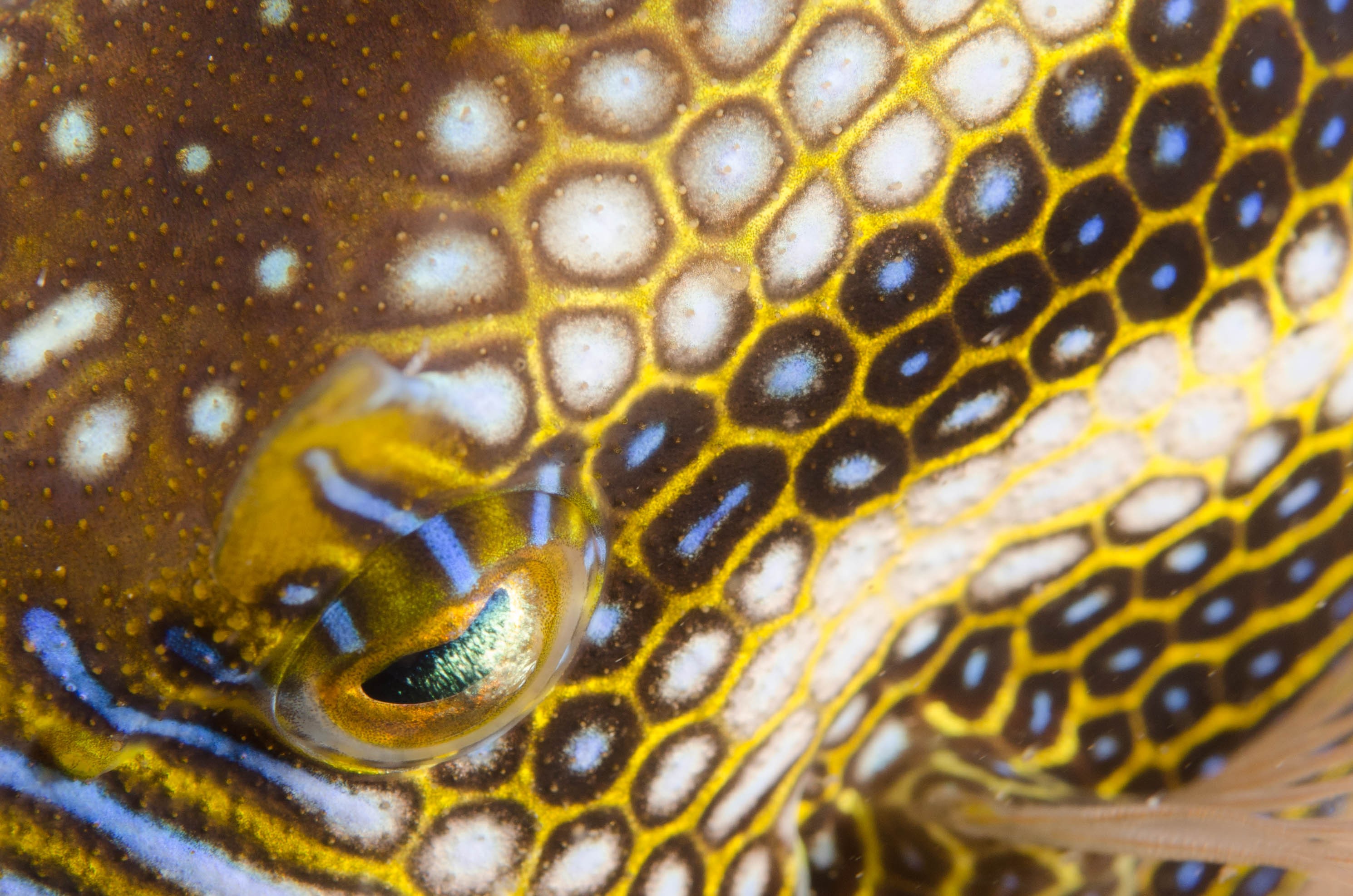DSC_6238 – 2017, Adelaide, Edithburgh, South Australia, aracana, aracana ornata, cow fish, cowfish, endemic, july, macro, ornata, ornate, seacology, temperate, wharf, winter