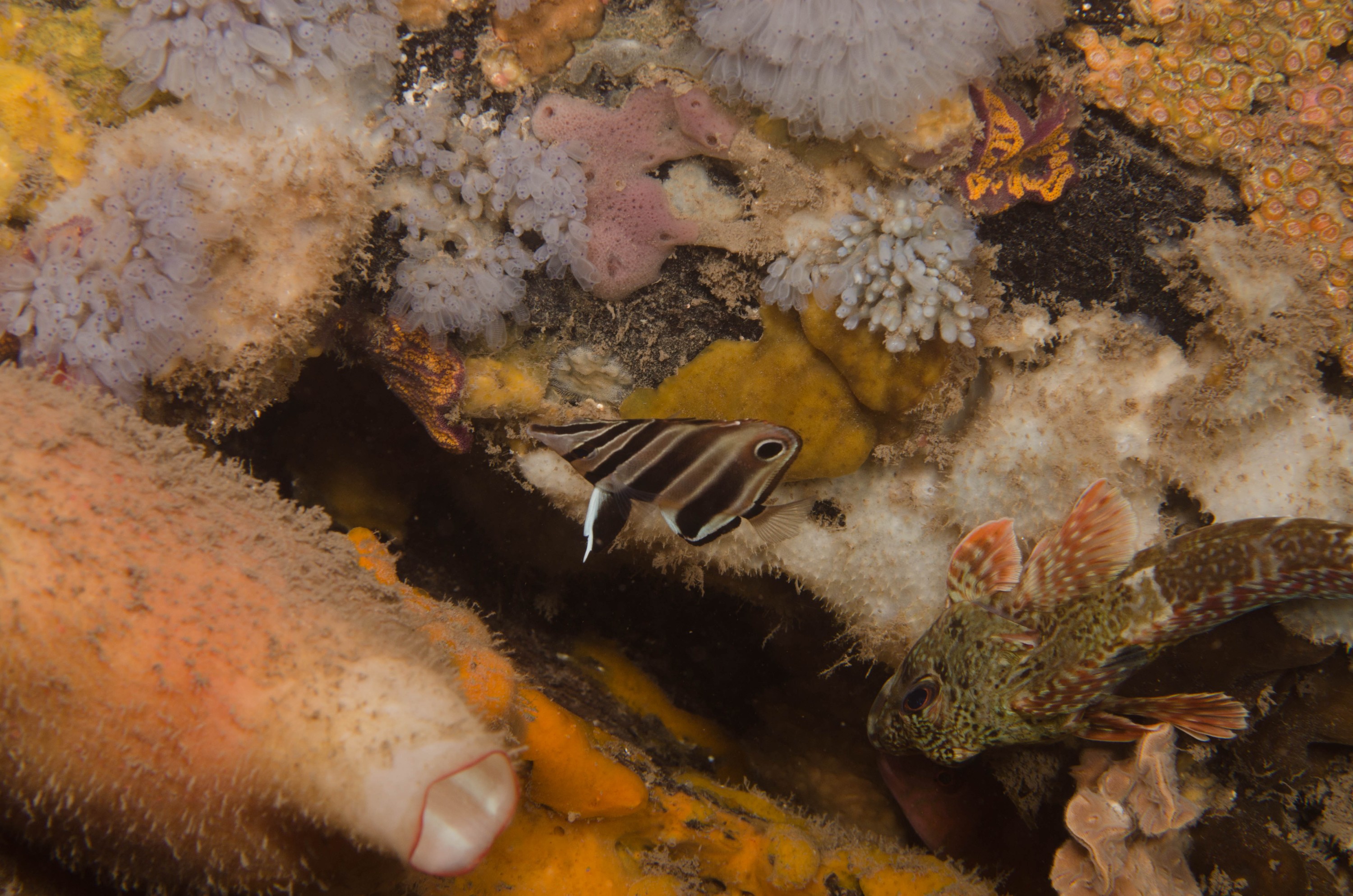 DSC_6246 – 2017, Adelaide, Chelmonops truncatus, Edithburgh, South Australia, butterflyfish, eastern, july, macro, red, scorpaena papillosa, scorpionfish, seacology, southern, talma, temperate, wharf, winter