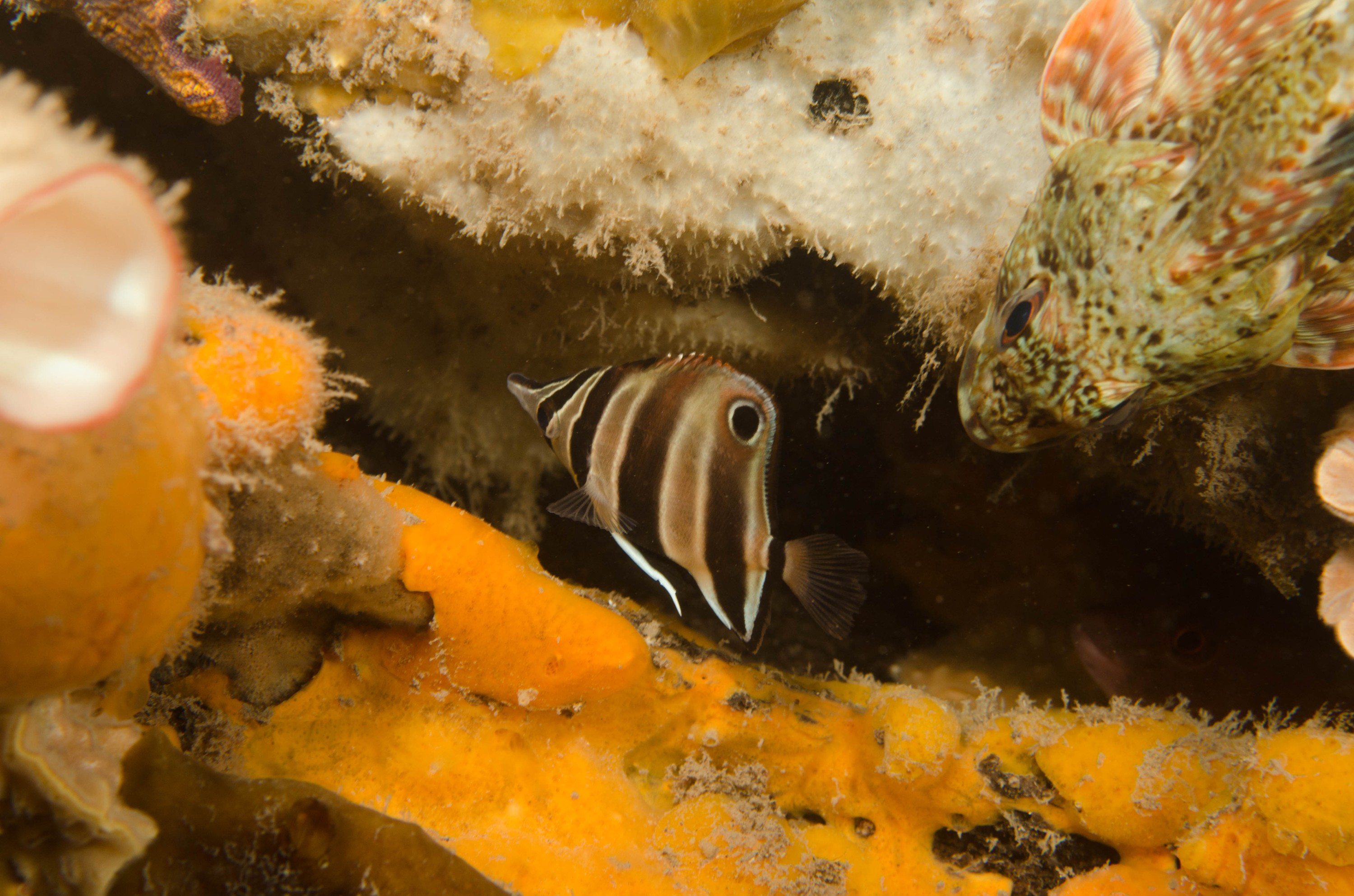 DSC_6247 – 2017, Adelaide, Chelmonops truncatus, Edithburgh, South Australia, butterflyfish, eastern, july, macro, seacology, talma, temperate, wharf, winter
