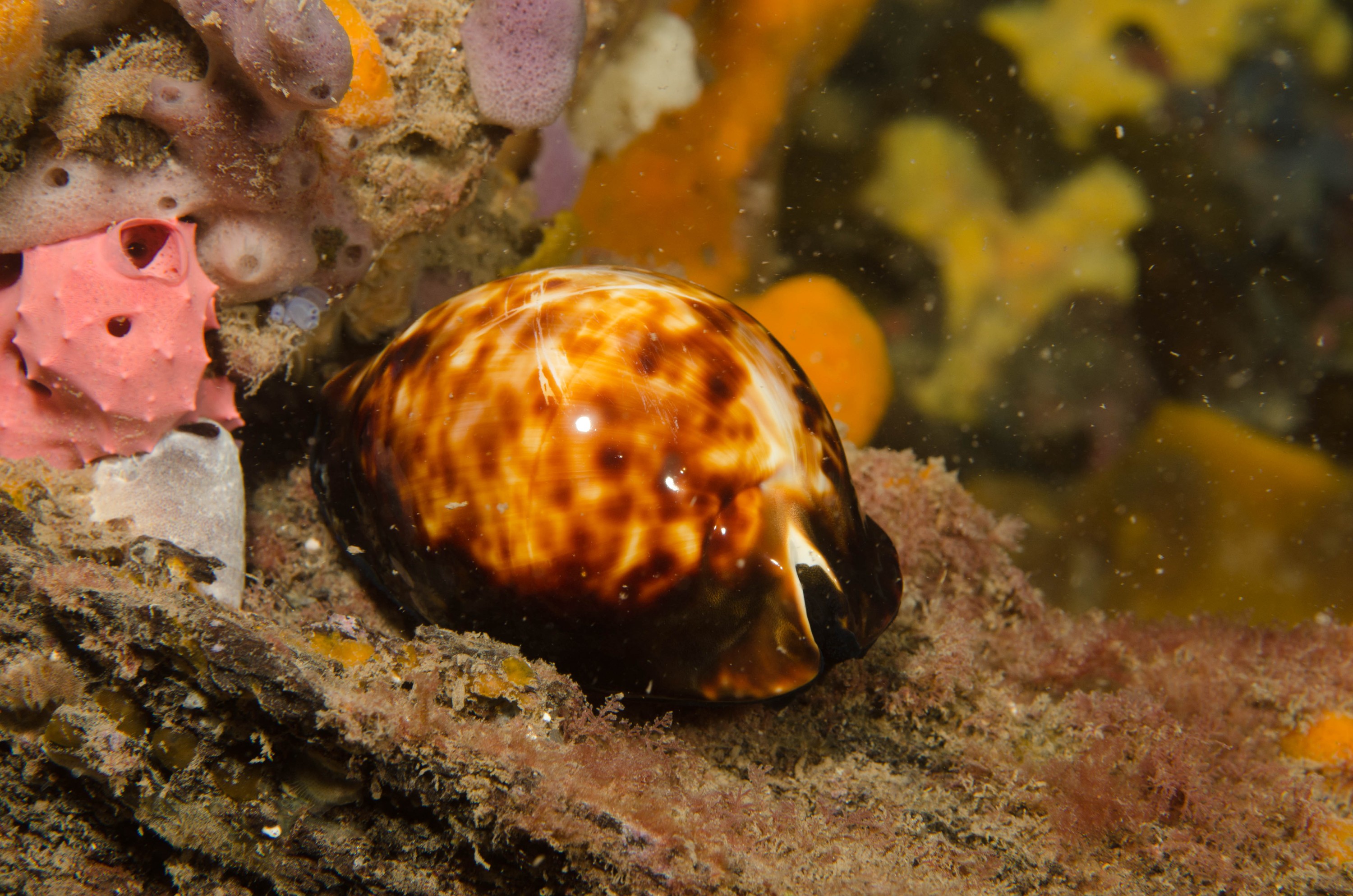 DSC_6248 – 2017, Adelaide, Edithburgh, South Australia, Zoila thersites, black, cowrie, july, macro, seacology, temperate, wharf, winter