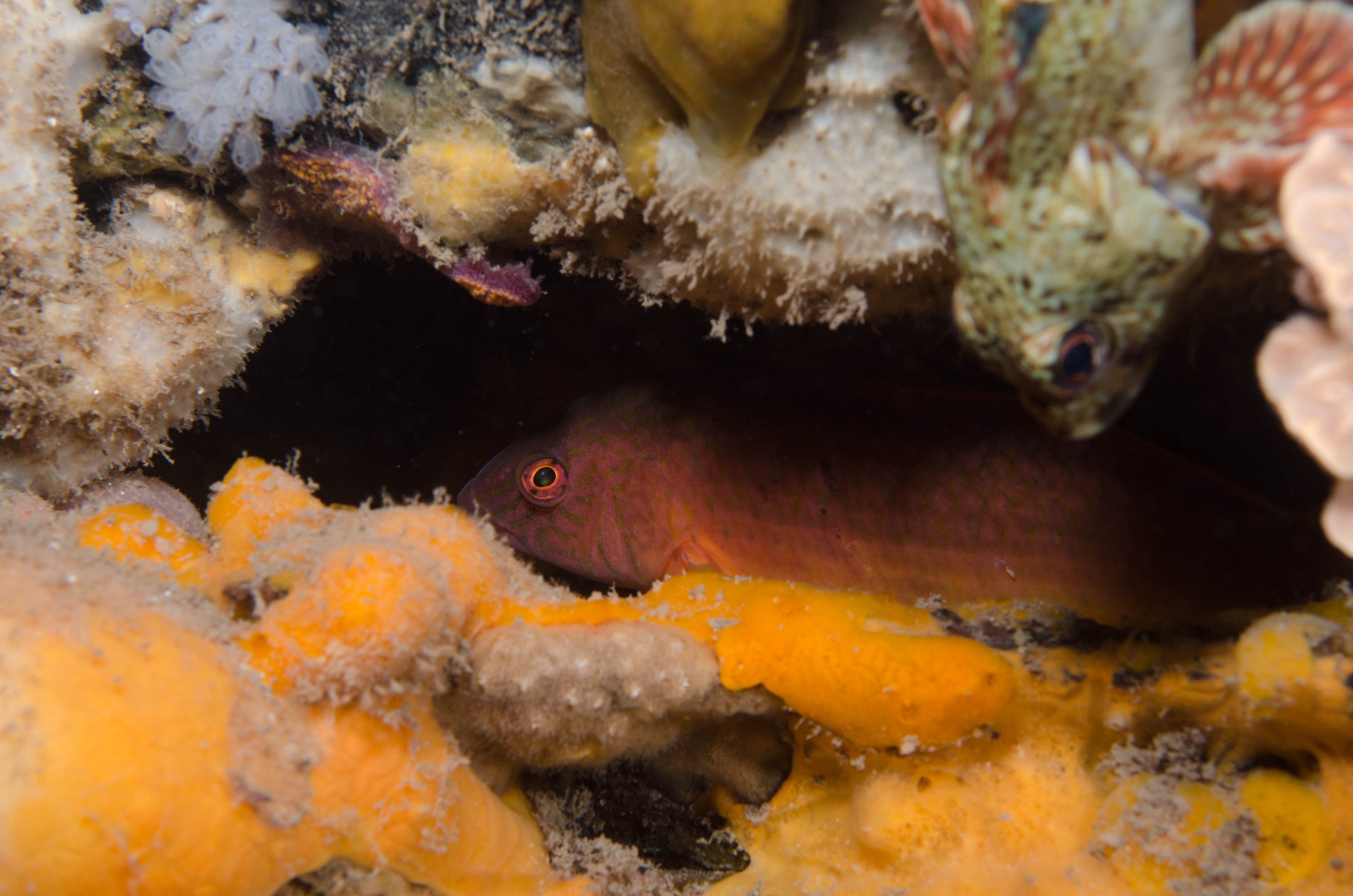 DSC_6251 – 2017, Adelaide, Edithburgh, Pictilabrus laticlavius, South Australia, july, macro, seacology, senator wrasse, temperate, wharf, winter